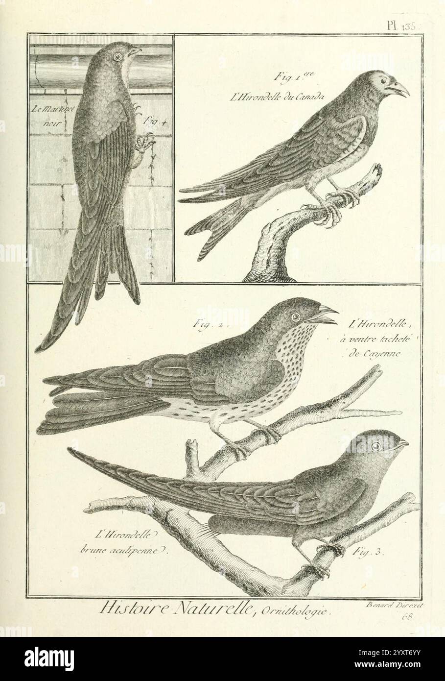 Tableau encyclopédique et méthodique des trois règnes de la nature, A Paris, chez Mme. veuve Agasse, 1823, oiseaux, œuvres picturales., cette illustration présente quatre représentations détaillées d'une espèce d'oiseau, mettant en valeur divers angles et positions. Le panneau supérieur gauche présente une vue latérale mettant en évidence le corps allongé de l’oiseau et son plumage distinct. Adjacent à lui, le panneau supérieur droit montre un oiseau similaire dans une pose légèrement différente, soulignant les détails fins de ses plumes et de son anatomie. La section inférieure comprend deux vues supplémentaires, dont une représentant un oiseau perché sur une branche, permettant Banque D'Images