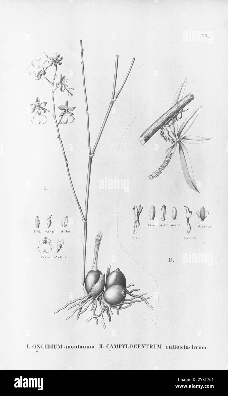 Flora brasiliensis, enumeratio plantarum chez Brasilia hactenus detectarum. Monachii et Lipsiae [Munich et Leipzig], R. Oldenbourg, 1840-1906. Brésil, Allemagne, gravure, botanique, 1840, incolores, botanistes, œuvres picturales, supports graphiques., l'illustration présente deux espèces d'orchidées distinctes, étiquetées Oncidium montanum et Campylocentrum callostachyum. Sur la gauche, une représentation détaillée de l'Oncidium montanum présente sa tige allongée et ses fleurs délicates, capturant les subtilités de sa structure de pétales. À droite, le Campylocentrum callostachyum est illustré, mettant en évidence son bulbo Banque D'Images