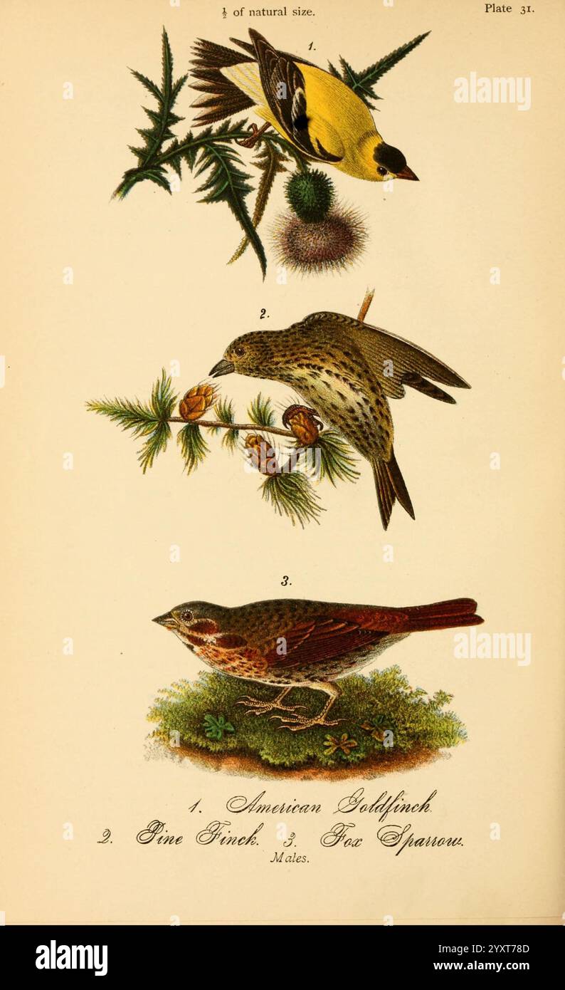 Rapport sur les oiseaux de Pennsylvanie, Harrisburg, E.K. Meyers, State Printer, 1888, oiseaux, Pennsylvanie, Goldfinch, Finch, moineau, Passerella iliaca, Carduelis spinus, Spinus tristis, l'illustration montre trois oiseaux, identifiés avec des numéros et des noms correspondants. Le premier oiseau, au sommet, est un Goldfinch américain, représenté perché sur une branche de pin ornée d'aiguilles de pin. Le deuxième oiseau, au milieu, semble être un pingembre, montré à côté de cônes et de feuillage typiques de son habitat. Le troisième oiseau, situé en bas, est un Moineau renard, illustré sur une parcelle herbeuse avec subtile Banque D'Images
