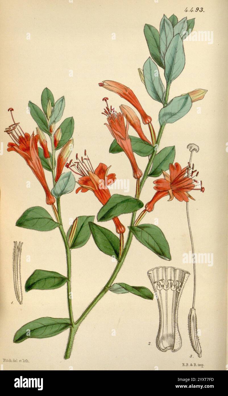 Curtis's Botanical Magazine, Londres, New York, botanique, périodiques, œuvres picturales, Curtis, l'illustration présente une étude botanique d'une plante à fleurs, caractérisée par ses fleurs tubulaires orange-rouge vibrantes qui émergent en grappes le long d'une tige verte robuste. Chaque fleur présente des pétales allongés qui s'évasent légèrement vers l'extérieur, avec un ensemble de filaments délicats s'étendant à partir du centre. Les feuilles sont de forme ovale avec une surface brillante, affichant une teinte verte riche, et sont disposées alternativement le long de la tige. Accompagnant la représentation principale, il y a des dessins détaillés de spécifiques Banque D'Images