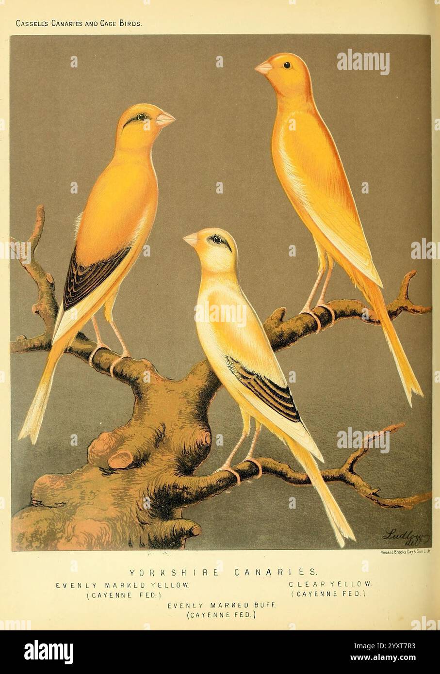 Le livre illustré des canaris et des oiseaux de cage, britanniques et étrangers, Petter, Galpin & Co, [1878?] Cage Birds Canaries Musée de zoologie comparée ornithologie des oiseaux, trois canaris du Yorkshire sont perchés sur une branche torsadée, mettant en valeur leur plumage vibrant. Les canaris sont présentés avec une coloration distincte : l'un affiche une teinte jaune uniformément marquée, l'autre brille dans une teinte jaune propre, et le troisième présente un ton buff uniformément marqué. Leurs postures élégantes et les détails complexes de leurs plumes soulignent la beauté de ces oiseaux. En dessous d'eux, le titre ''Yorkshire Canaries'' est el Banque D'Images