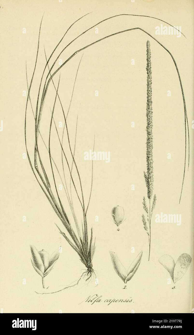 Species Graminum, Petropoli, Impensis Academiae Imperialis Scientiarum, 1828-1836, graminées, œuvres picturales, graminées, cette illustration présente diverses représentations de l'espèce ''Scleria cyperina''. Sur la gauche, une représentation détaillée de la plante ressemblant à de l'herbe montre ses feuilles et sa tige allongées, capturant sa forme naturelle et sa texture. À droite, une pointe verticale met en évidence l'arrangement floral, mettant en valeur la structure reproductrice de la plante. Ci-dessous, trois dessins distincts illustrent différentes étapes ou parties de la plante, soulignant les formes uniques des feuilles ou des composants floraux Banque D'Images