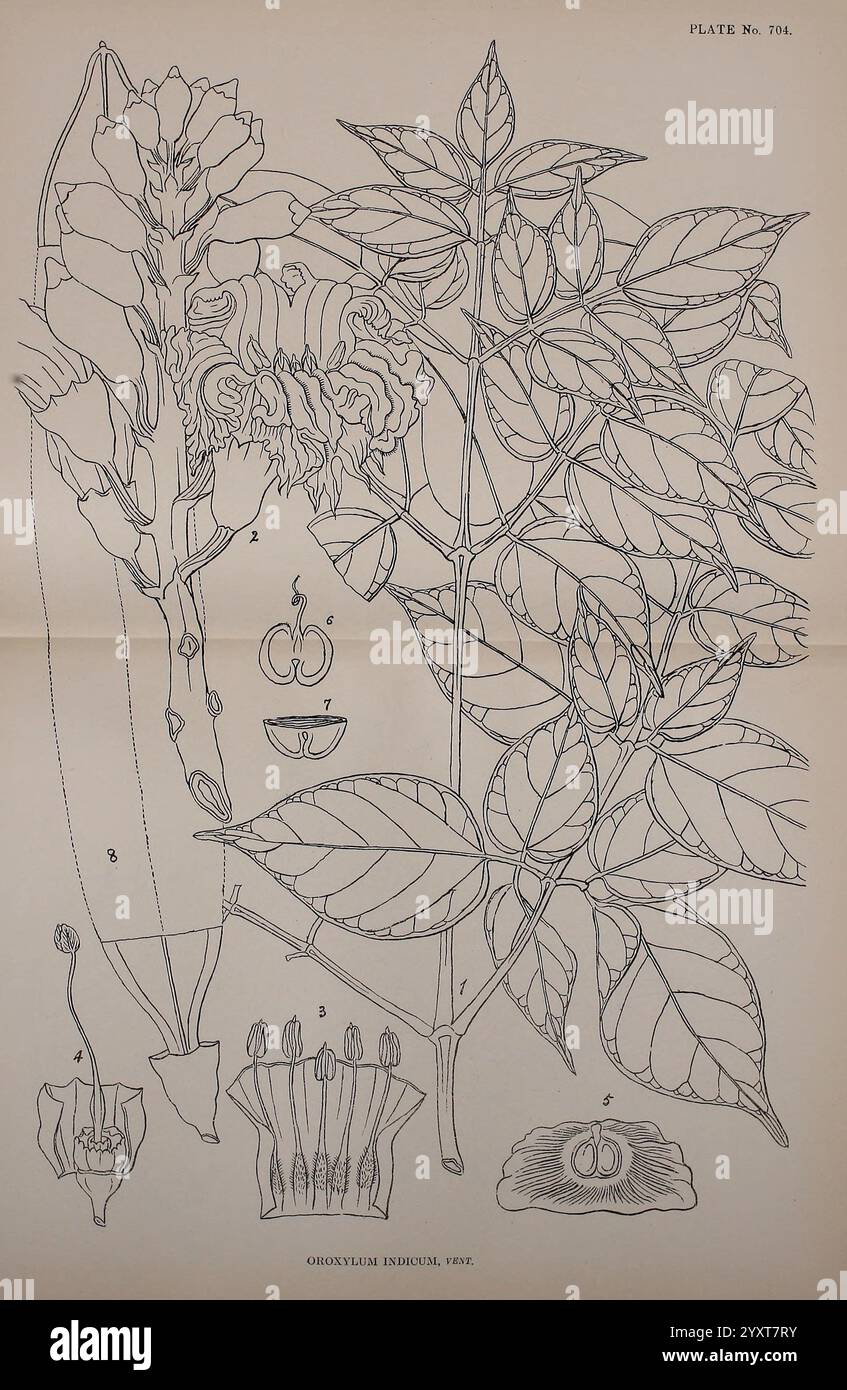 Indien, plantes médicinales, Bahadurganj, Inde, Sudhindra Nath Basu, bureau Panini, 1918, botanique, botanique, médical, Inde, plantes, tiges, feuilles, fleurs, illustration botanique présentant une étude détaillée de la plante Ornithogalum umbellatum, communément appelée étoile de Bethléem. La représentation comprend des parties étiquetées telles que des fleurs, des feuilles et une coupe transversale de la fleur, mettant en évidence sa structure. Les éléments individuels comprennent la disposition des pétales, des étamines et la morphologie globale de la plante, mettant en valeur ses caractéristiques à des fins éducatives et d'identification. L'illustration empha Banque D'Images