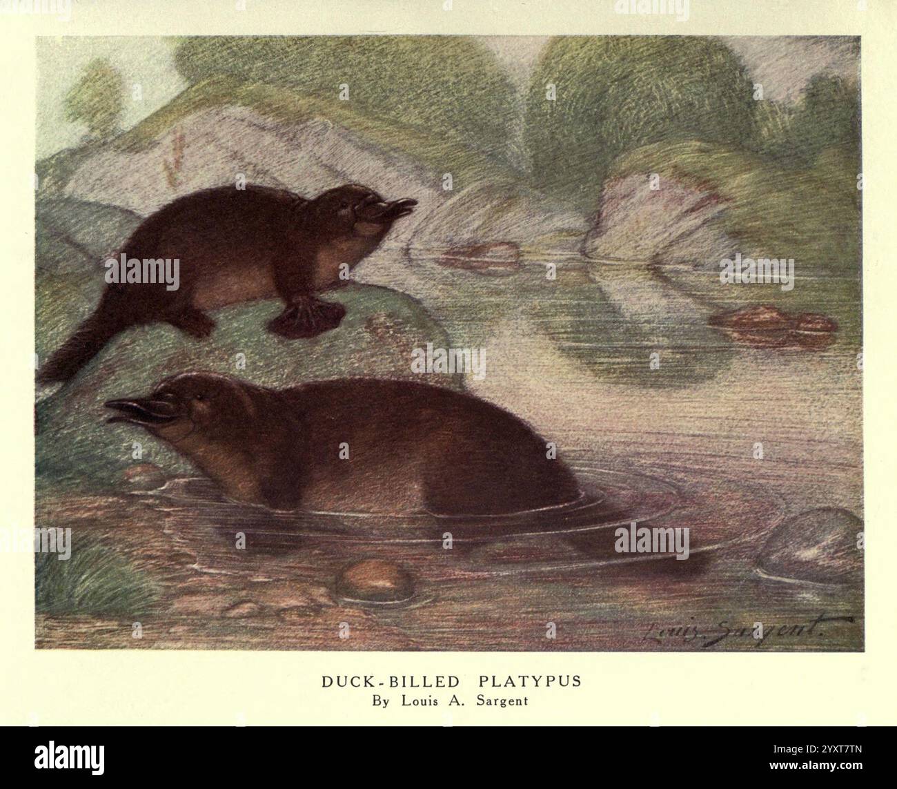Les bêtes sauvages du monde, Londres, [1909?]. Ornithorhynchus anatinus, Louis Augustus Sargent, zoologie, comportement animal, la scène représente deux ornithorhynchus dans un environnement aquatique serein. Un ornithorynque nage ludique dans l'eau, mettant en valeur ses caractéristiques distinctives telles que le bec de canard et les pieds palmés. L'autre est positionné sur le rivage, observant curieusement ses environs. La toile de fond présente une eau douce et fluide et une végétation luxuriante, créant un habitat tranquille et naturel pour ces mammifères uniques. La composition globale capture le charme et l'intrig Banque D'Images