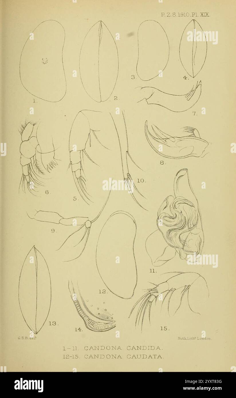 Proceedings of the Zoological Society of London, London, Academic Press Periodicals, Zoology., l'illustration consiste en une série de croquis détaillés représentant diverses caractéristiques anatomiques des espèces *Candona candida* et *Candona caudata*. Les dessins présentent des formes allongées et ovales représentant le corps et la carapace de ces crustacés. Plusieurs figures marquées mettent en évidence des appendices, y compris des antennes et d'autres traits morphologiques significatifs. Les segments numérotés fournissent un aperçu structuré des caractéristiques d'identification, ce qui peut aider à l'étude de ces orga d'eau douce Banque D'Images