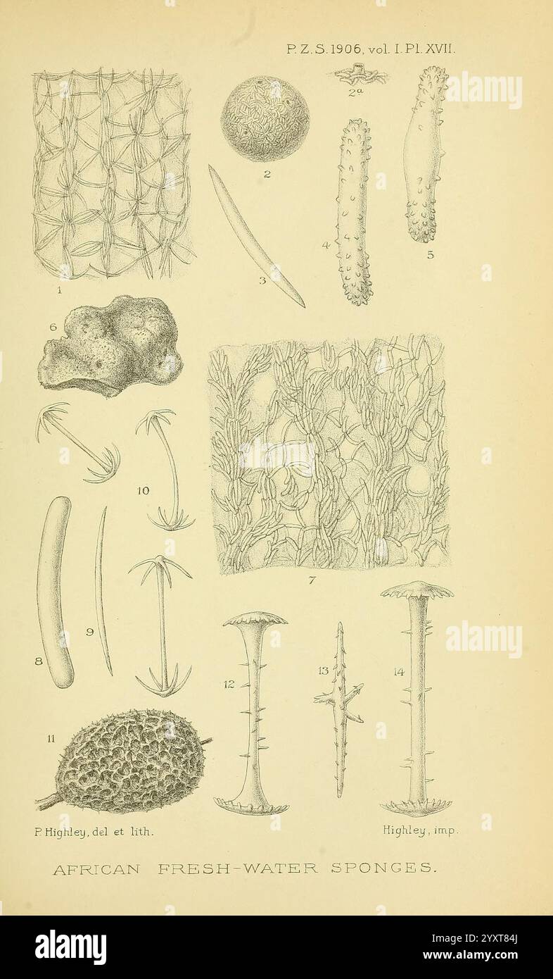 Actes de la Société zoologique de Londres, Londres, Academic Press périodiques, zoologie, l'illustration présente une collection de diverses éponges d'eau douce d'Afrique, détaillées à travers des dessins précis au trait. Les figures disposées représentent différentes espèces et formes structurelles, y compris un réseau de fibres interconnectées, des formes tubulaires et des motifs de ramification complexes. Chaque éponge unique est étiquetée avec un numéro correspondant à ses caractéristiques spécifiques, mettant en évidence des caractéristiques telles que la texture et la morphologie. Cette étude détaillée sert de référence scientifique, reflétant la plongée Banque D'Images