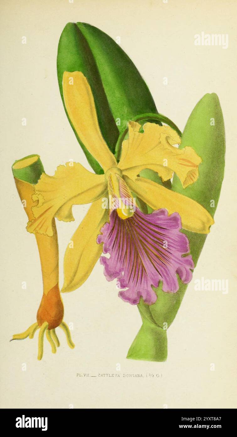 Les orchidées, Paris, J. Rothschild, 1880, Europe, orchidées, culture des orchidées, Cattleya dowiana, Une superbe illustration de l'orchidée Cattleya trianae, mettant en valeur ses pétales jaunes vibrants complétés par une lèvre violette saisissante. La fleur est représentée à côté de ses feuilles vertes allongées, qui offrent un beau contraste. La représentation détaillée met en évidence la structure complexe de la fleur, soulignant ses textures délicates et ses riches variations de couleurs. Cette orchidée, connue pour ses grandes fleurs parfumées, est souvent célébrée en horticulture et est un symbole de beauté et d'élégance dans la plante Banque D'Images