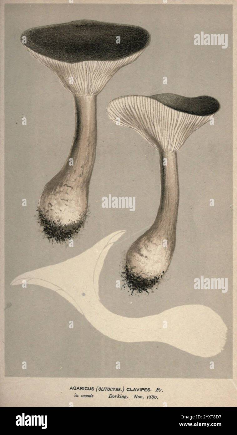 Illustrations de champignons britanniques (Hymenomycetes), pour servir d'atlas au 'Handbook of British Fungi'. Londres, 1881-91, champignons, Grande-Bretagne, l'illustration présente deux champignons distincts, mettant en valeur leurs formes et textures uniques. Le plus gros champignon sur la gauche affiche un large chapeau arrondi avec une surface lisse qui se transforme en branchies en dessous, qui semblent croustillantes et bien définies. Sa tige est plus épaisse, suggérant une solidité, et est recouverte de petits détails flous qui ajoutent à son caractère. Le champignon plus petit sur la droite présente un profil plus mince, avec un capuchon St similaire Banque D'Images