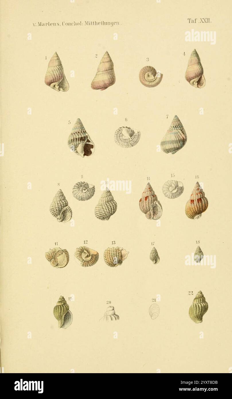 Conchologische Mittheilungen als Fortsetzung der Novitates conchologicae, bd 13, Cassell, T. Fischer, 1880, coquillages, mollusques, Une illustration détaillée présentant une collection de différents types de coquillages, chacun étiqueté avec un numéro unique pour l'identification. Les coques sont présentées dans différentes formes et tailles, présentant divers motifs et textures, y compris des motifs lisses, nervurés et spiralés. L'arrangement met en évidence la beauté naturelle et la complexité de la vie marine, chaque spécimen présentant des détails complexes qui reflètent leurs habitats uniques. Cette représentation éducative emphasi Banque D'Images