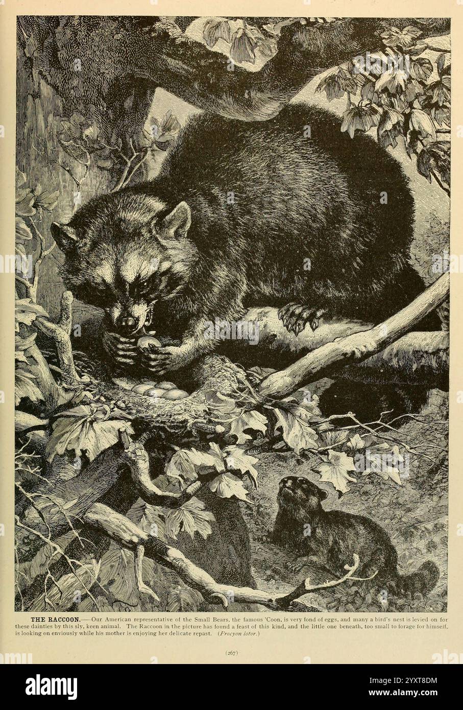 Brehm's Life of Animals, volume 1, Mammalia, Chicago, Marquis, 1895, raton laveur, mammifères, comportement animal Procyon lotor, Une illustration détaillée de ratons laveurs représentés dans un cadre naturel, mettant en valeur leur nature ludique et curieuse. Le premier plan présente un raton laveur assis parmi les branches, engageant avec son environnement, tandis qu'un autre raton laveur est placé de manière ludique à proximité. Les détails complexes soulignent la texture de la fourrure des ratons laveurs, la toile de fond feuillue et l'ambiance générale de leur habitat, reflétant leur adaptabilité à l'état sauvage. La scène capture l'essence de ces anim nocturnes Banque D'Images