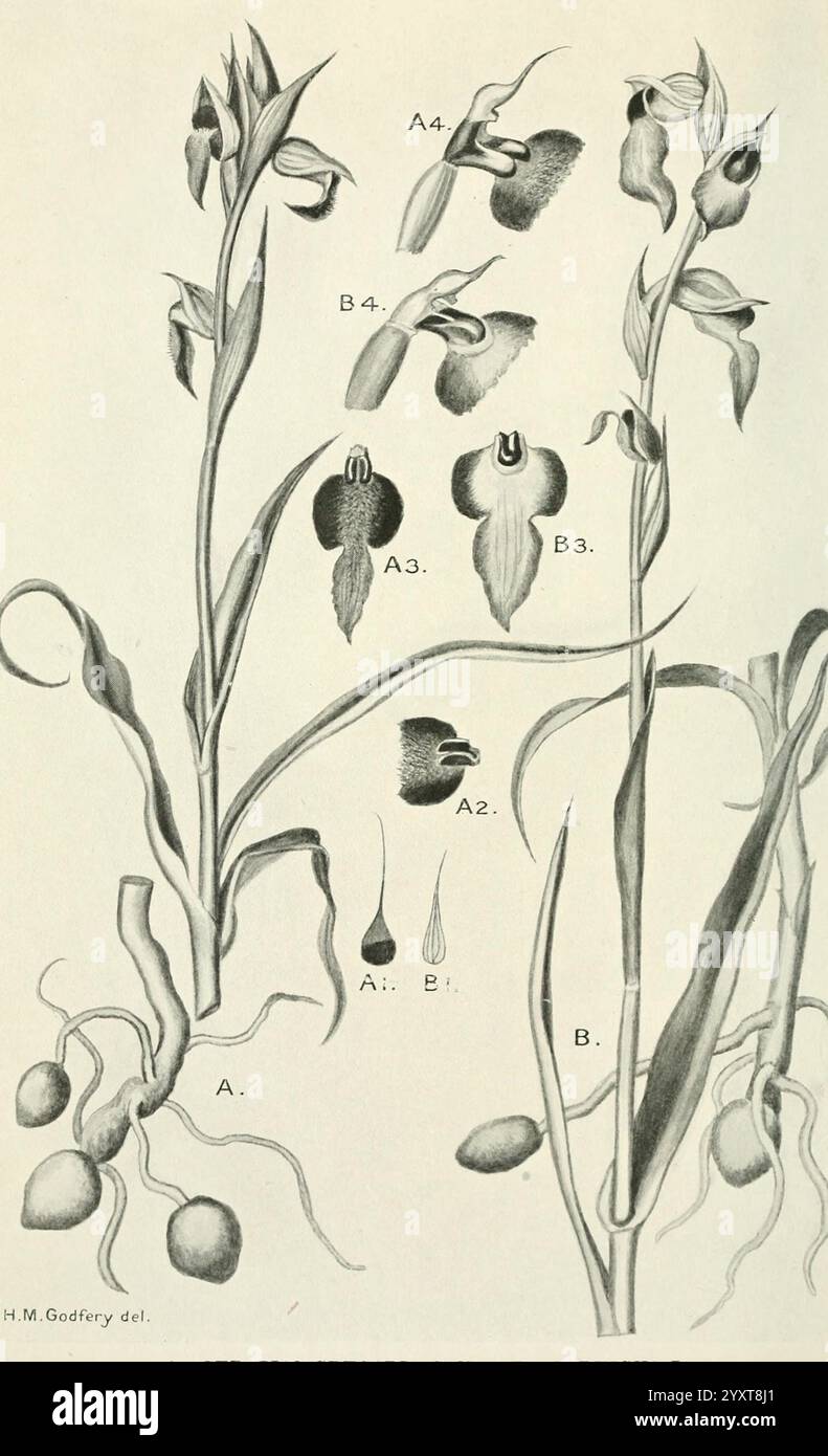 Journal of Botany British and Foreign London Robert Hardwicke 1863-1942 Botany Great Britain périodiques plants Flowers, cette illustration présente des études botaniques détaillées de diverses espèces d'orchidées, mettant en valeur leurs structures florales complexes et leurs formes de croissance. Au centre de la composition se trouvent deux grandes orchidées à tige, étiquetées A et B, chacune accompagnée de différentes parties des fleurs représentées par des lettres correspondantes (A1, A2, etc.). Les détails complexes mettent en évidence des caractéristiques telles que le labellum, la colonne et d'autres composants floraux, soulignant leurs caractéristiques uniques. Les racines et les bulbes Banque D'Images