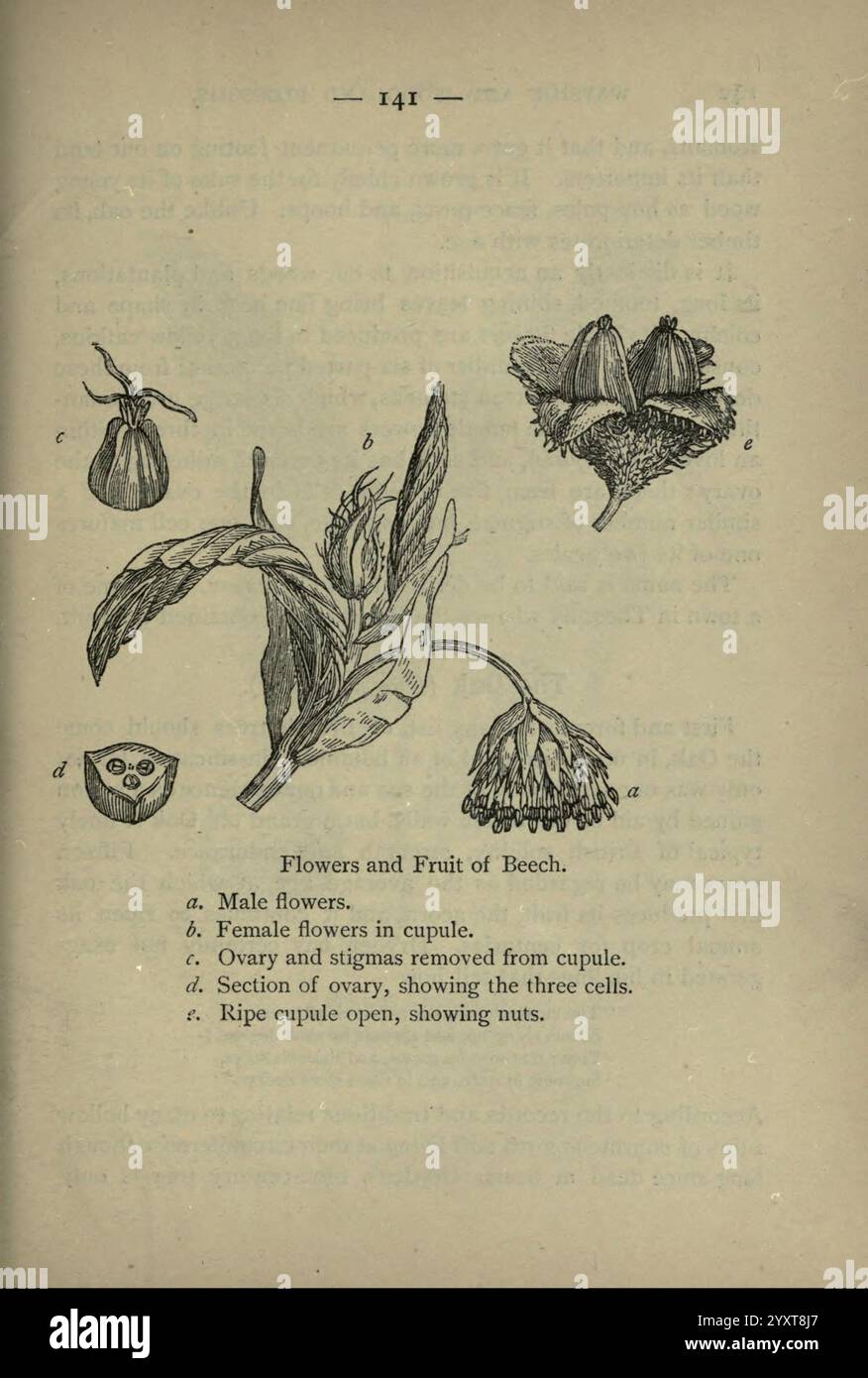 Fleurs en bordure de chemin et en forêt Londres F. Warne 1895 Grande-Bretagne fleurs sauvages identification botanique Fagus sylvatica, l'illustration montre divers aspects des structures reproductrices et des fruits du hêtre. Il comprend des composants étiquetés Banque D'Images