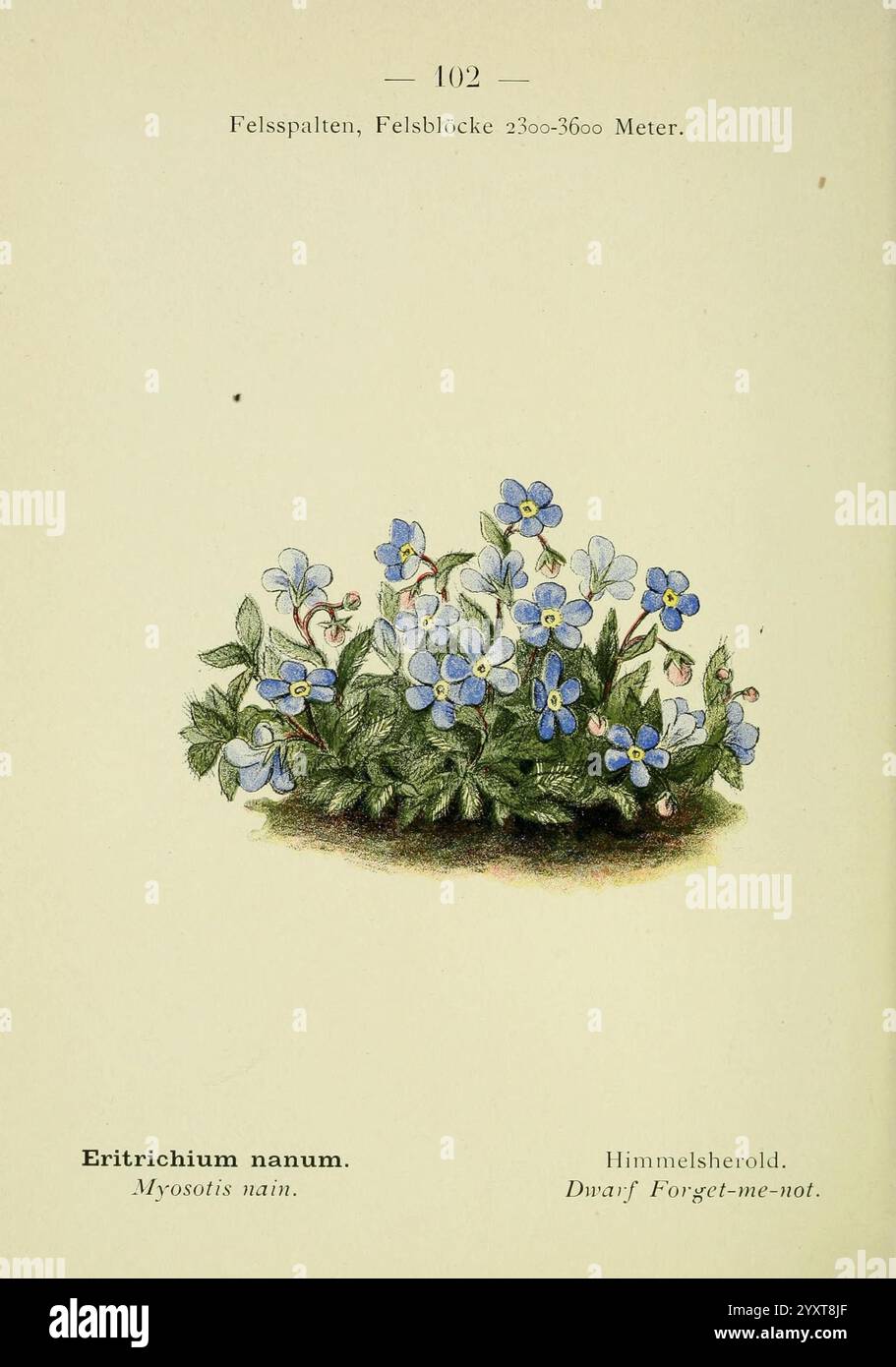 Alpen-Flora, Heidelberg, C. Winter, 1906, Alpes, plantes de montagne, œuvres picturales, l'illustration présente un délicat amas d'Erithrichium nanum, communément appelé Forget-me-Not nain. Cette charmante plante présente de petites fleurs bleues vibrantes, chacune avec un centre jaune subtil. Les feuilles sont luxuriantes et vertes, offrant une toile de fond douce aux fleurs. Accompagnant la représentation de la plante est le nom scientifique à côté de son nom commun, soulignant ses caractéristiques uniques. La conception est particulièrement détaillée, capturant l'essence de cette vivacité alpine, qui prospère à des altitudes plus élevées, EM Banque D'Images