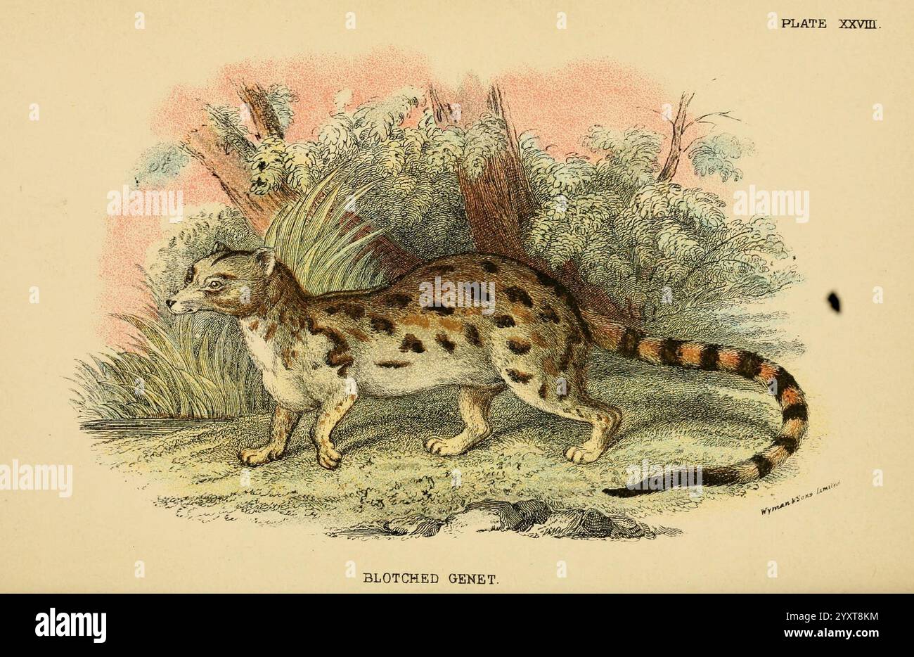A Handbook to the Carnivora, Londres, E. Lloyd, 1896, carnivora, taxonomie : binomiale = Viverra abyssinica, taxonomie : binomiale = Genetta tigrina, l'illustration représente une genette tachetée, une petite créature élégante ressemblant à un chat, caractérisée par son corps allongé et ses pattes minces. Sa fourrure présente des taches distinctes et une longue queue rayée, ce qui ajoute à son agilité et sa grâce. L’arrière-plan met en valeur une végétation luxuriante, suggérant un habitat riche en flore, mettant en valeur l’environnement naturel du genett. L’attention portée aux détails dans les marques et la posture de la créature souligne son alignement avec le Banque D'Images