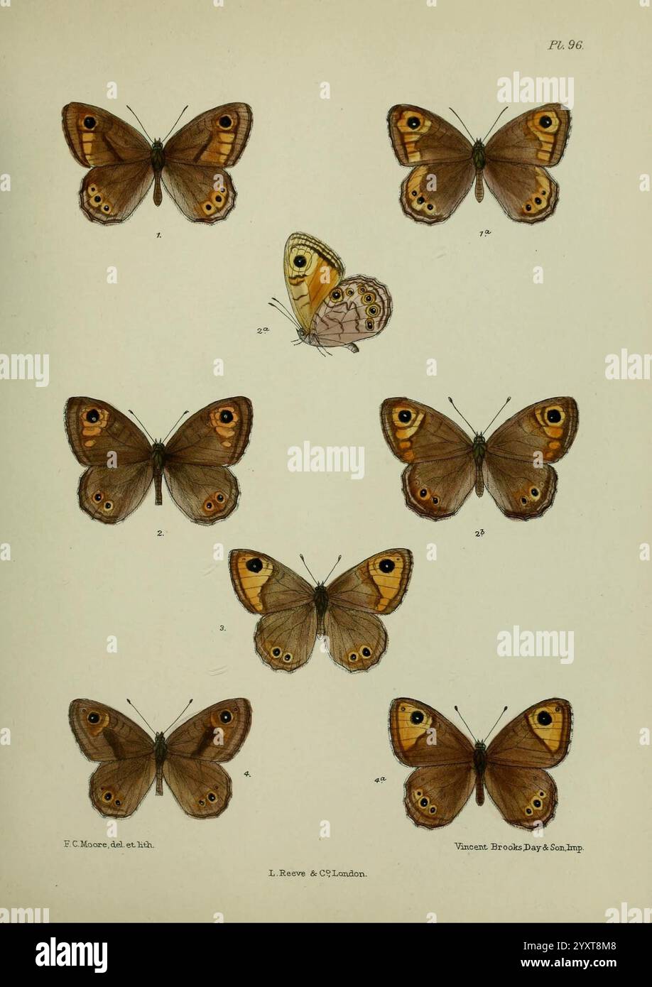 Lepidoptera indica, Londres, 1890-1913, Inde, Lepidoptera, Frederic C Moore, cette illustration présente une collection de spécimens de papillons affichés dans une disposition de grille. Chaque papillon est méticuleusement détaillé, mettant en valeur différentes nuances de marques brunes et oranges sur leurs ailes. La rangée supérieure comprend trois papillons avec des taches oculaires proéminentes, tandis que la deuxième rangée se compose de cinq papillons, affichant des différences subtiles de taille et de motif. Les papillons sont étiquetés avec des numéros, indiquant leur classification ou variétés. Les conceptions complexes soulignent la nature délicate et la beauté de Banque D'Images