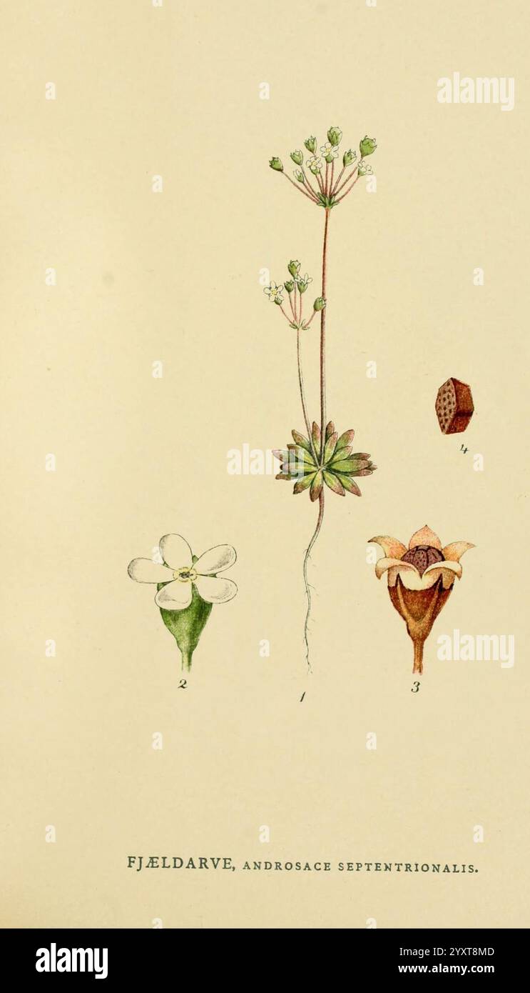 Billeder af Nordens Flora, København, G.E.C. Gad, 1901-1903 [i.e. 1907], œuvres picturales, plantes, Scandinavie., l'illustration présente des études botaniques détaillées d'une plante appelée Androsace septentrionalis, communément connue sous le nom de jasmin de roche nordique. L'image présente trois parties distinctes : la première partie représente une fleur délicate à cinq pétales, étiquetée numéro 2, accompagnée d'une tige mince ; la deuxième partie illustre la structure globale de la plante, mettant en évidence sa disposition foliaire et son habitude de croissance ; la troisième partie présente la structure de fructification, illustrant la transition de l'écoulement Banque D'Images