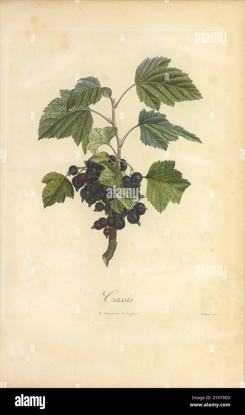 Pomologie française, Paris, Langlois et Leclercq, 1846, arbres Fruitiers, guides de terrain, France, arbres fruitiers, culture fruitière, fruits, identification, plantes, Une illustration botanique mettant en valeur un amas de cassis. L'œuvre d'art présente des feuilles vert vif avec des bords dentelés distincts, complétant les baies sombres et mûres qui pendent en petites grappes. Chaque cassis apparaît brillant et plein, sur un fond légèrement ombragé qui rehausse la beauté naturelle de la plante. L'étiquette ci-dessous identifie l'espèce comme ''Ribes nigrum', soulignant sa place dans la taxonomie botanique. Delicat Banque D'Images