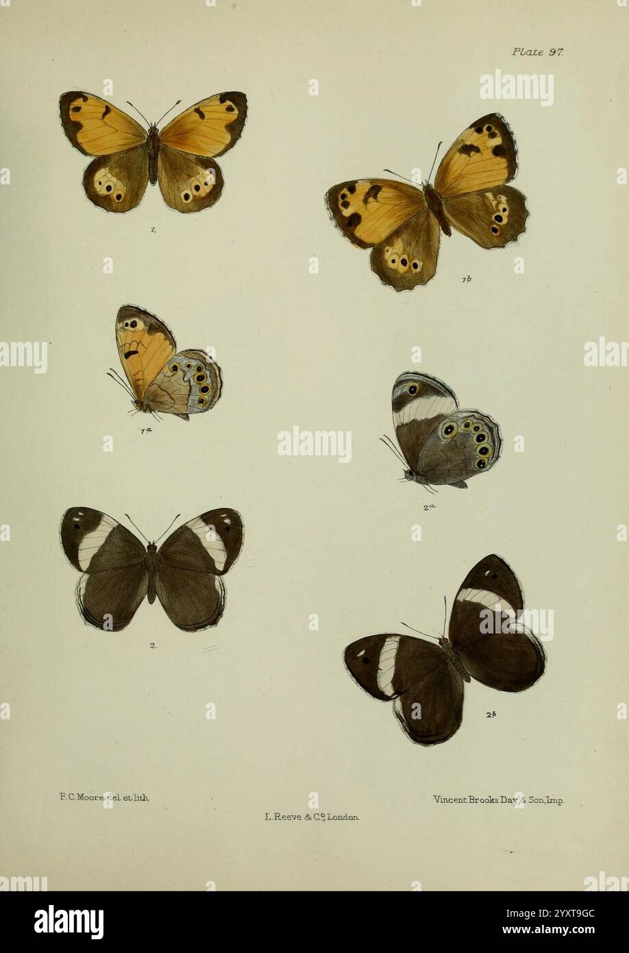 Lepidoptera, indica, Londres, 1890-1913, Inde, Lepidoptera, Frederic C. Moore, l'illustration présente six espèces distinctes de papillons disposées en grille. Chaque papillon est affiché avec des ailes entièrement déployées, mettant en valeur leurs motifs complexes et leurs couleurs vibrantes. La rangée supérieure comprend deux papillons aux ailes orange et jaune ornés de marques noires frappantes, à côté d'un autre avec de délicates taches bleues et noires. La rangée du bas présente des papillons caractérisés par leurs ailes brun foncé et noires, une avec de subtils accents blancs et bleus. Chaque papillon est étiqueté avec un uniqu Banque D'Images