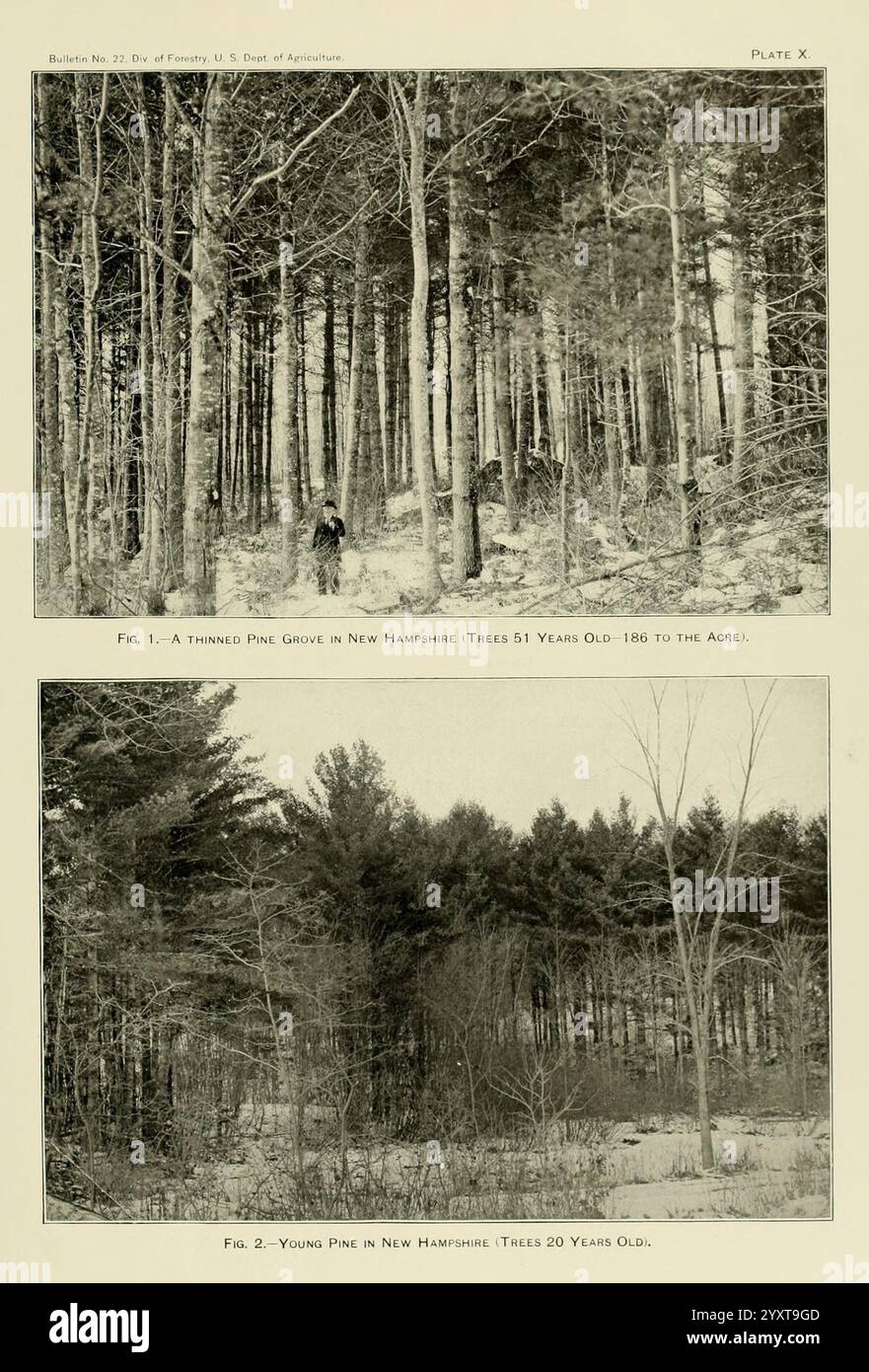 Les pins à bois du sud des États-Unis, Washington, Govt. Print, 1896, Pinus, États du Sud, bois, la scène présente deux vues distinctes d'une zone forestière dans le New Hampshire, avec un accent sur les stades de croissance des pins. La section supérieure illustre un bosquet de pins imposants, chacun vieux d'environ 51 ans, mettant l'accent sur leur hauteur et leurs troncs robustes qui créent une canopée dense au-dessus de la tête. Ci-dessous, une vue contrastée présente des pins plus jeunes, âgés d’environ 20 ans, dans un cadre plus ouvert. Les arbres plus jeunes semblent plus petits et moins développés, mettant en évidence les différences en gr Banque D'Images