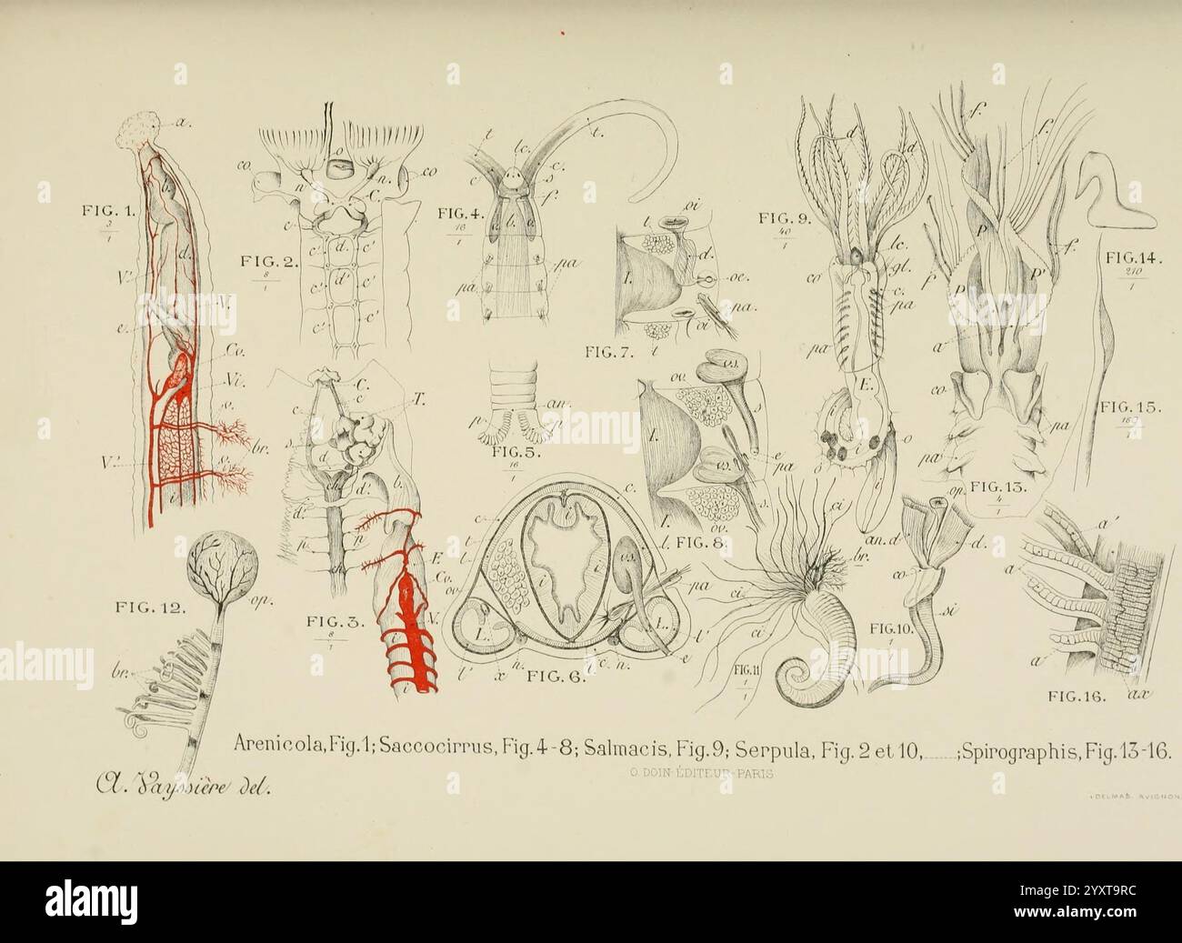 Atlas d'anatomie comparée des invertébrés, Paris, Doin, 1890, anatomie, vers, arthropodes, invertébrés, mollusques, cnidaires, echinodermata, cténophora, protozoaires, mésozoaires, anatomie comparée, cette illustration présente une taxonomie détaillée des vers polychètes, présentant diverses structures anatomiques et caractéristiques. Chaque figure étiquetée met en évidence différentes parties des organismes, telles que les segments, les parapodies et les soies, en mettant l'accent sur leurs traits morphologiques uniques. Le diagramme comprend également des comparaisons entre les différentes espèces, offrant un aperçu de leur physiologie et classification Banque D'Images