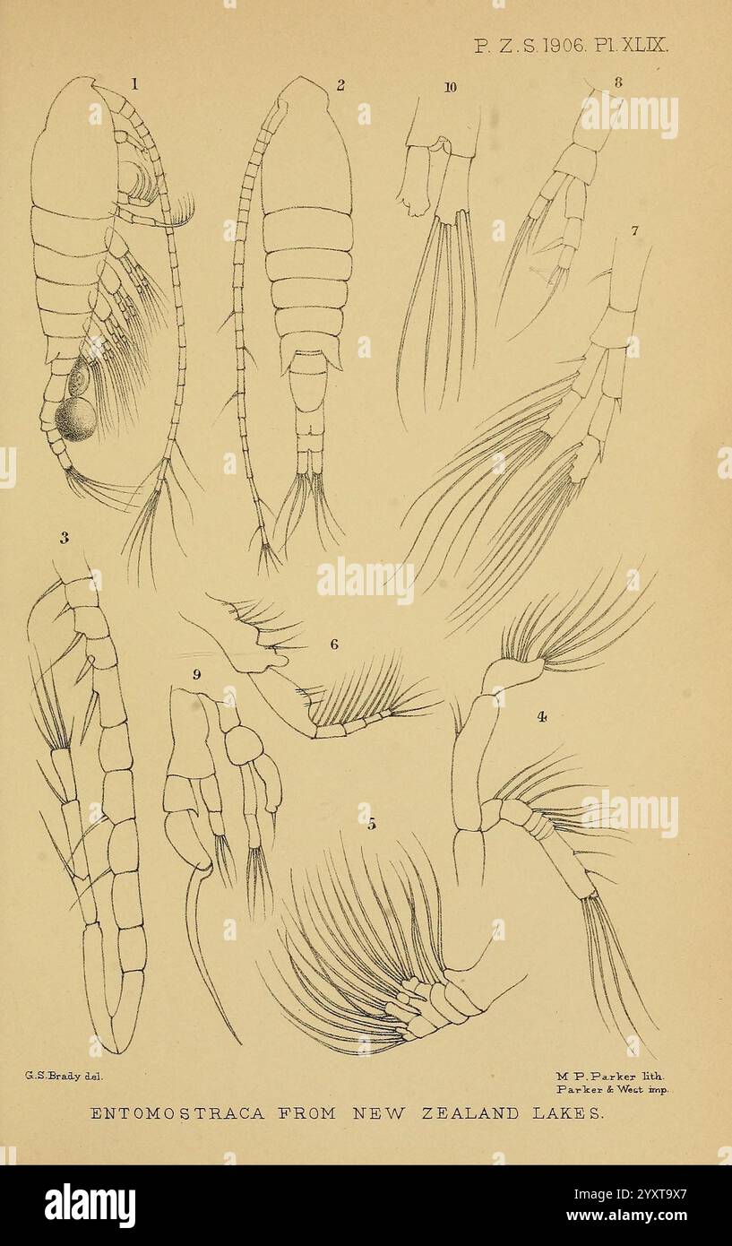 Proceedings of the Zoological Society of London, London, Academic Press, Periodicals Zoology, Une illustration détaillée présentant diverses espèces d'Entomostraca trouvées dans les lacs néo-zélandais. Le dessin présente de multiples représentations anatomiques, mettant en évidence des caractéristiques distinctives telles que les appendices, les carapaces et les setae. Chaque spécimen est numéroté, ce qui permet une référence et une étude faciles de leurs structures physiques. Cette représentation scientifique aide à comprendre la diversité et la morphologie de ces crustacés d'eau douce, soulignant leur importance écologique dans l'envir aquatique Banque D'Images