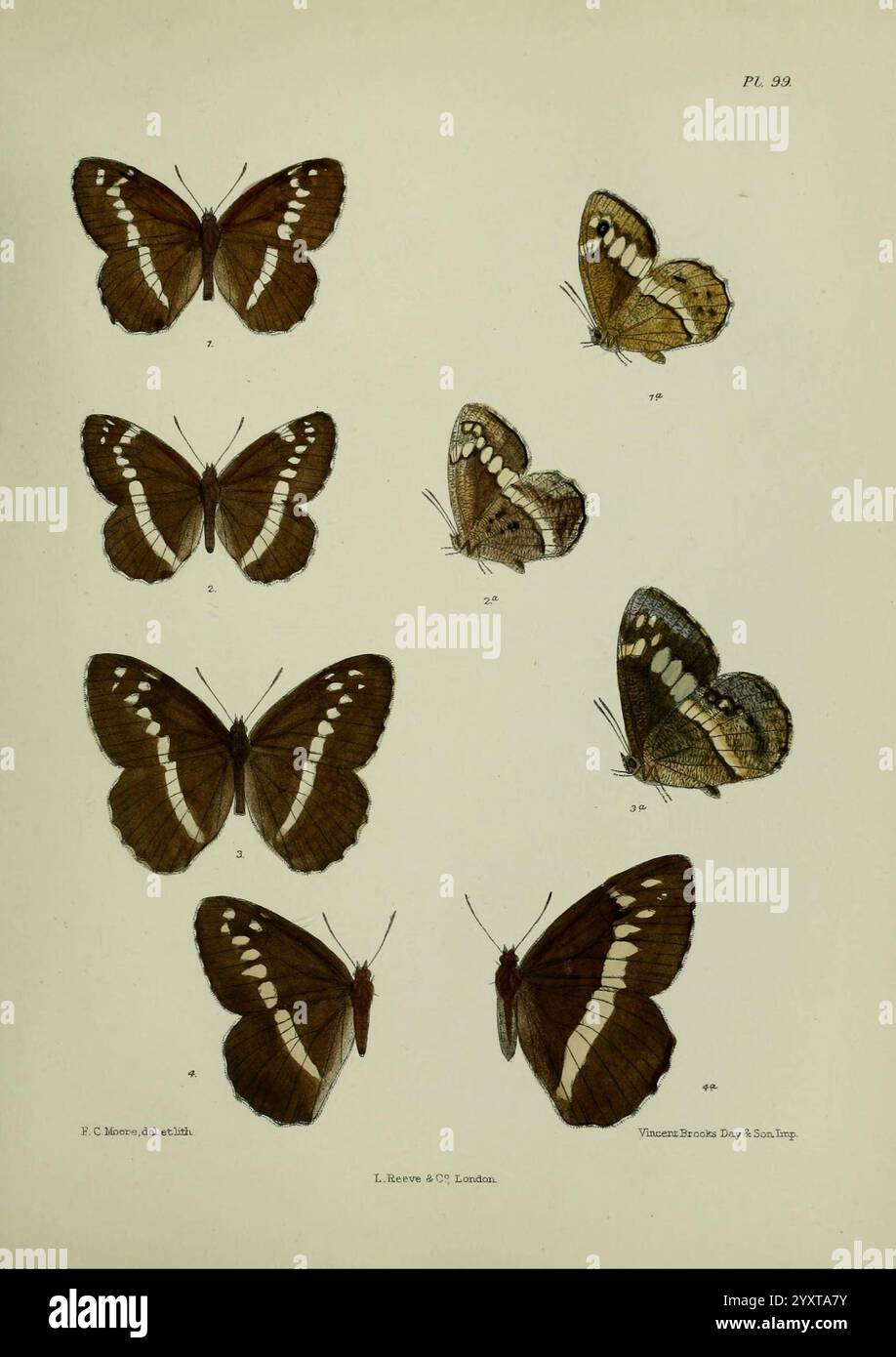 Lepidoptera, Indica, Londres, 1890-1913, Inde, Lepidoptera, Frederic C Moore, collection de spécimens de papillons variés, disposés de manière systématique. Chaque papillon est affiché avec ses ailes déployées, présentant des motifs et des marques complexes. Les spécimens sont numérotés pour référence, mettant en évidence les caractéristiques distinctes de chaque espèce. L'arrangement suggère une étude de l'entomologie, mettant l'accent sur la beauté et la diversité des papillons. Les illustrations présentent une gamme de couleurs et de textures, avec une attention particulière à la conception des ailes, contribuant à la classification scientifique et apprécie Banque D'Images