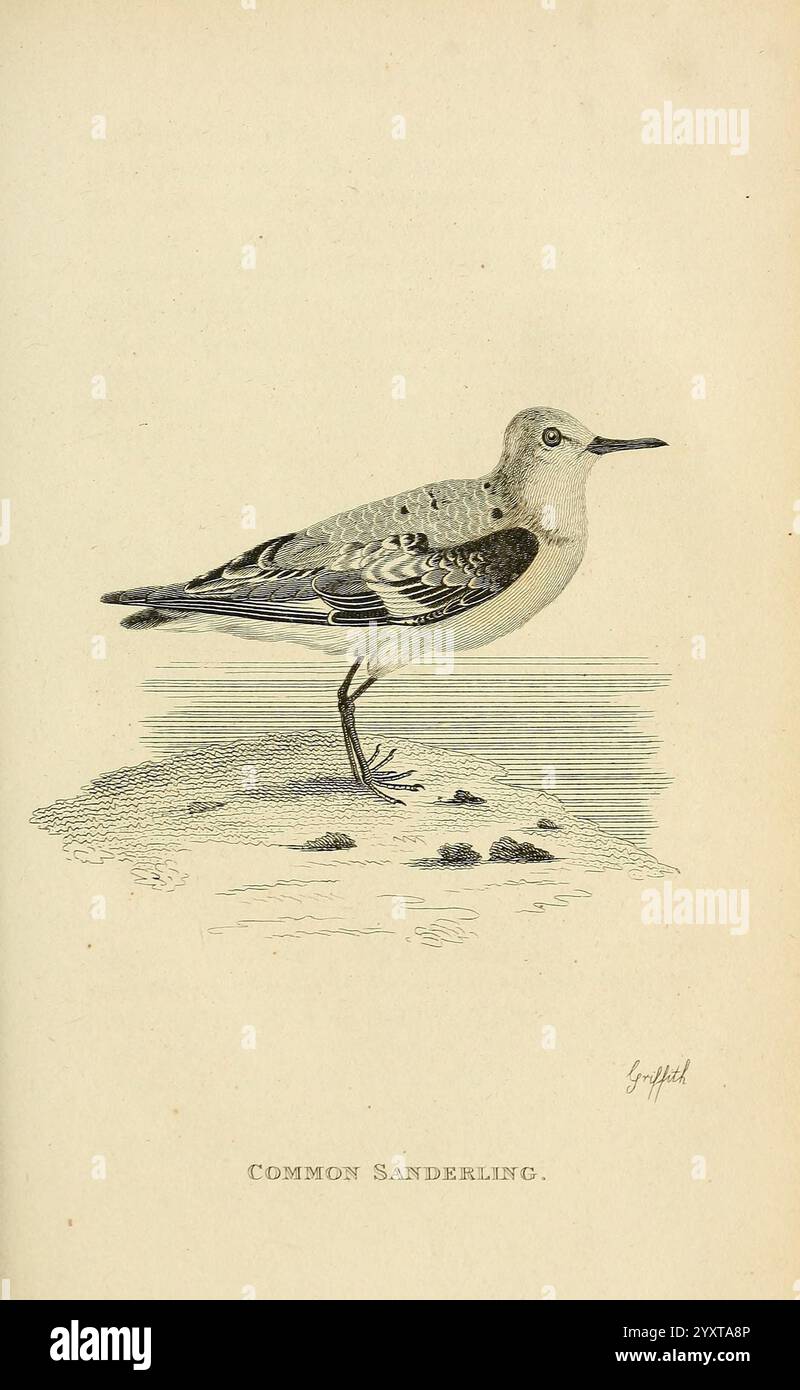 Général, zoologie, ou systématique, naturel, histoire, Londres, imprimé, pour G, Kearsley, 1800-1826, picturale, œuvres, zoologie, oiseau, l'illustration met en scène un Sanderling commun, un petit oiseau de rivage connu pour son plumage distinctif et sa construction élancée. L'oiseau est représenté dans un profil latéral, montrant son cou raccourci, son bec pointu et ses longues pattes debout. Son corps mélange des nuances de gris et de blanc, avec des détails subtils mettant en valeur les plumes. Cette espèce se trouve souvent dans les habitats côtiers, où elle se nourrit de petits invertébrés le long des rives sablonneuses. Légende sous les étiquettes d'image Banque D'Images
