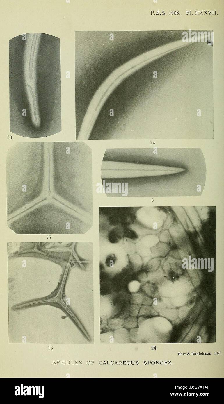 Proceedings of the Zoological Society of London, London, Academic Press Periodicals, Zoology., la composition présente une série d'observations microscopiques complexes d'éponges calcaires. Chaque section met en évidence des structures distinctes, y compris des spicules allongés et ramifiés remarquables pour leur composition en carbonate de calcium. Les visuels révèlent les détails fins et les textures de ces spicules, illustrant leurs formes variées, telles que des cylindres allongés et des formes plus complexes et ramifiées. Certaines images décrivent l'arrangement cellulaire, soulignant la nature poreuse des tissus éponges et de l'intrique Banque D'Images