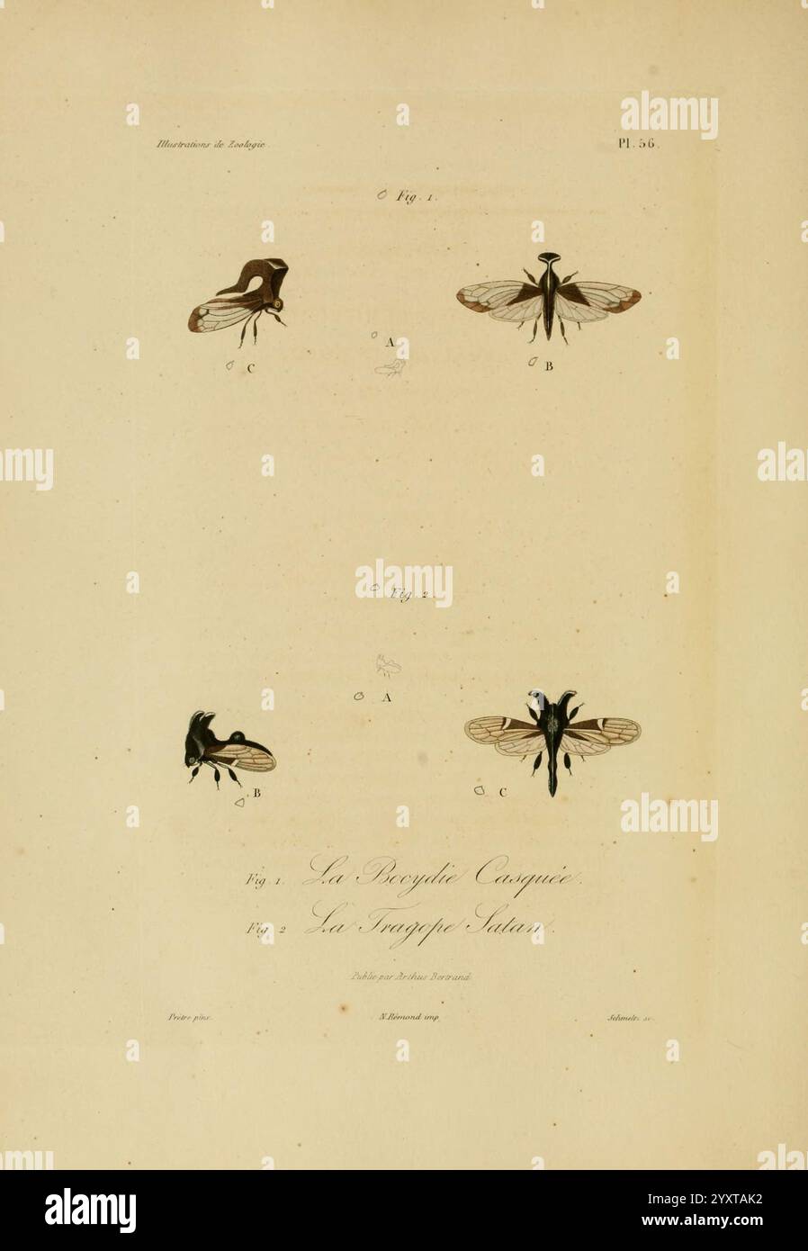 Illustrations, de, zoologie, Paris, A. Bertrand, 1832-35?, pictural, œuvres, zoologie, leçon René Primevère, L'illustration présente une série de rendus détaillés de diverses espèces d'insectes. En haut, plusieurs figures étiquetées A, B et C représentent différents types de mouches, chacune illustrée avec précision pour mettre en évidence des caractéristiques distinctes telles que la structure de la carrosserie et les caractéristiques des ailes. Ci-dessous, le titre « la borticole conquise » accompagne les représentations, suggérant un thème lié à l’entomologie ou à une étude spécifique de ces insectes. La composition globale souligne les subtilités de l'insecte an Banque D'Images