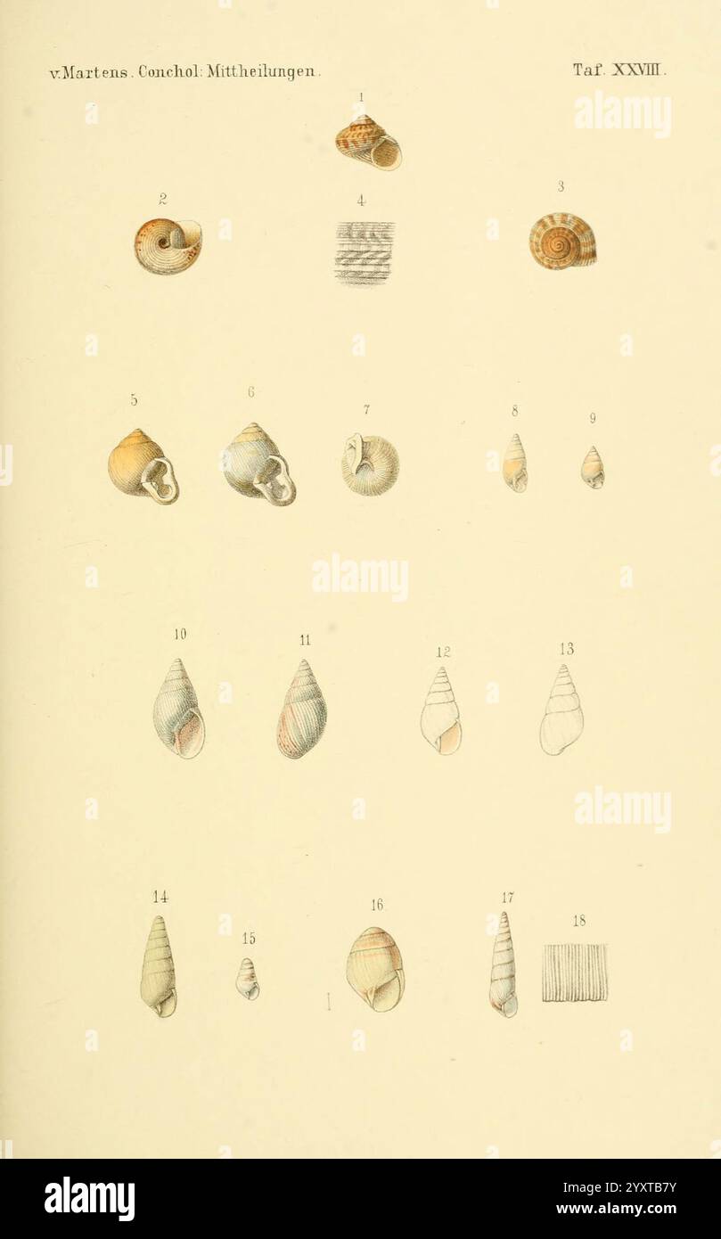 Conchologische Mittheilungen als Fortsetzung der Novitates conchologicae, bd 13, Cassell, T Fischer, 1880, coquillages, mollusques, cette illustration présente une collection de diverses espèces de coquillages disposées méthodiquement. Les coquilles varient en forme, taille et texture, présentant à la fois des motifs en spirale et allongés, reflétant la diversité de la vie marine. Chaque coquille est numérotée, indiquant des espèces ou des catégories spécifiques, tandis que leurs détails complexes soulignent l'art naturel présent dans leurs formations. L'arrangement met l'accent sur une approche scientifique du catalogage et de l'étude de ces uniques Banque D'Images