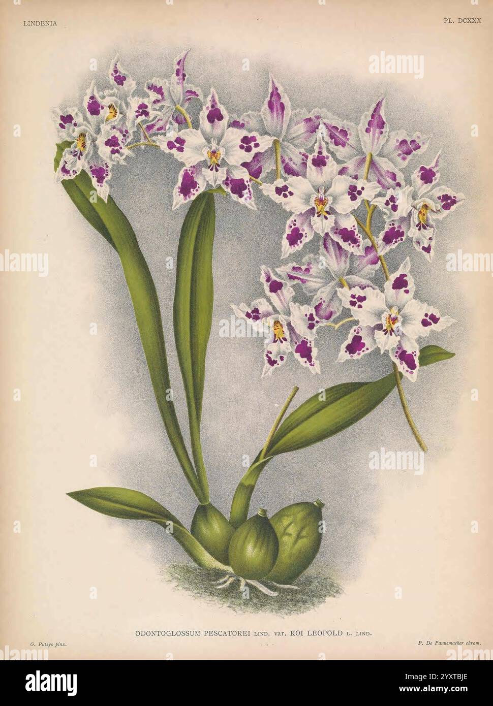 Lindenia Gand [Belgique], Impr. F. Meyer-van Loo, 1885-1906, classification, guides, nomenclature, nomenclature populaire, Orchidaceae, orchidées, œuvres picturales, terminologie, fleurs, tiges, feuilles, une illustration élégante mettant en valeur l'orchidée Odontoglossum piscatorii, caractérisée par ses fleurs frappantes ornées de motifs complexes de violet et blanc. Les fleurs émergent gracieusement de fines tiges vertes, complétées par des feuilles vertes luxuriantes et vibrantes qui bercent la base. La représentation détaillée met en évidence les formations et les textures exquises des pétales et du foli Banque D'Images