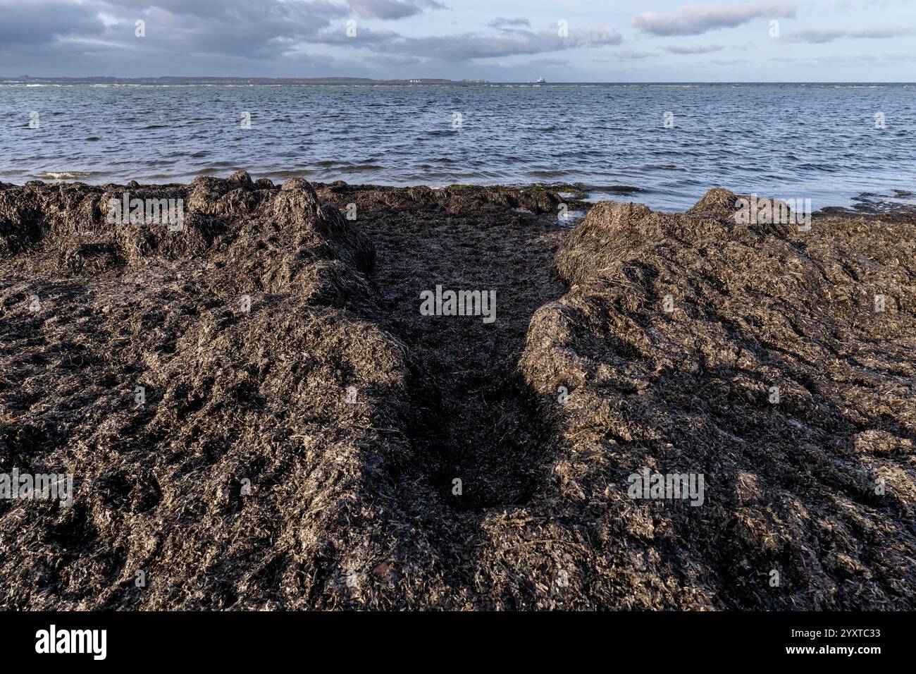 Ramasser des herbiers marins sur la côte de la mer Baltique Banque D'Images