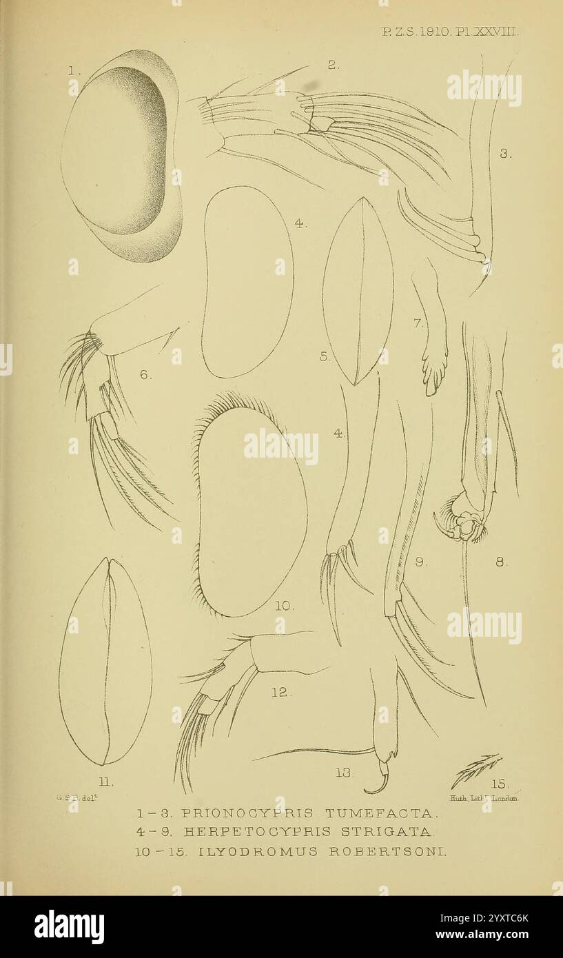 Proceedings of the Zoological Society of London, London, Academic Press, périodiques, zoologie, dierkunde, Une illustration détaillée présentant diverses espèces d'insectes aquatiques et leurs caractéristiques anatomiques. Les étiquettes numérotées correspondent à différents aspects ou espèces, dont Prionocypris tumefacta, Heptatocypris strigata et Ilyodromus robertsoni. Chaque dessin met en évidence des attributs spécifiques tels que la forme du corps, les appendices et d'autres traits distinctifs, fournissant une référence complète pour les études entomologiques. La conception méticuleuse souligne la diversité et la complexité de ces o Banque D'Images