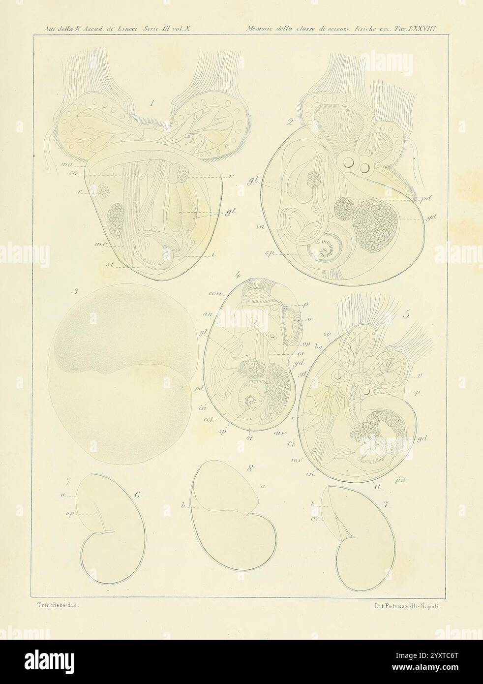 Æolididae, familles, Port de Gênes, Bologne, Tipi Gamberini e Parmeggiani, 1877-1881, Italy, Gênes, mollusques, Olividae., l'illustration présente une série de dessins anatomiques décrivant les stades de développement d'un embryon, mettant en évidence diverses structures et caractéristiques. Il comprend de multiples vues de l'embryon, détaillant sa forme et la disposition des organes. Des étiquettes sont fournies pour identifier les composants clés tels que le cœur, les membres et d'autres organes vitaux. Cette pièce pédagogique sert de référence pour comprendre le développement embryologique et les processus biologiques impliqués dans le e Banque D'Images