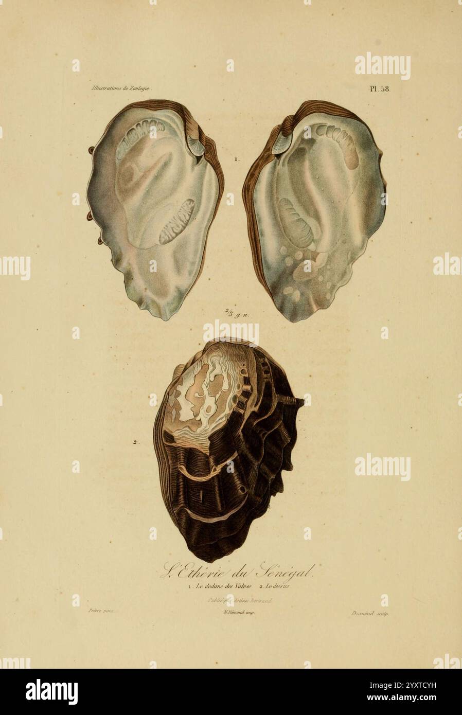 Illustrations de zoologie Paris A. Bertrand 1832-35 œuvres picturales Zoologie René Primevère leçon coquilles, l'illustration présente trois représentations détaillées de différentes formes de coquilles. Les deux coques supérieures sont montrées de haut en bas, mettant en évidence leurs textures distinctes et leurs structures internes, soulignant les motifs complexes qui caractérisent chaque variété. La coque inférieure est présentée dans une vue latérale, révélant la composition en couches et le contour de l'extérieur. Le label ''L'élégance du Sacrégol'' accompagne l'œuvre, évoquant son lien thématique avec la beauté de la nature. Chaque coque' Banque D'Images