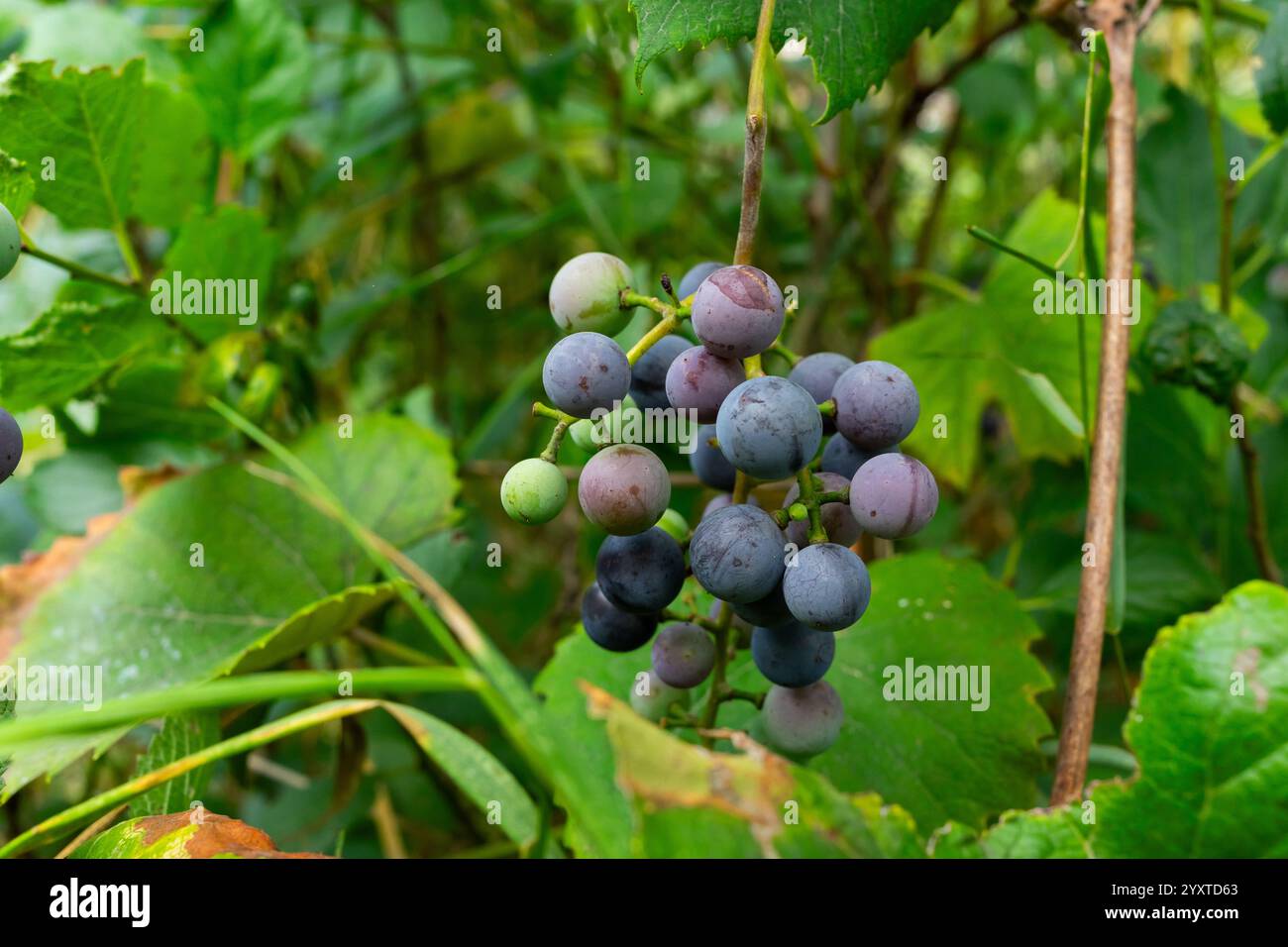 Une grappe de raisins à différents stades de maturation pend d'une vigne entourée de feuilles vertes vibrantes. Le cadre du jardin montre à la fois mature et jeune Banque D'Images