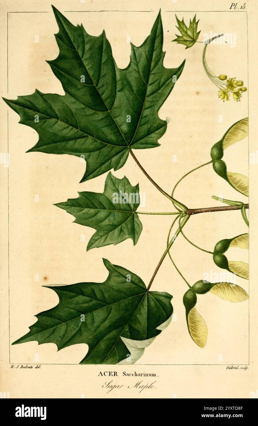 Histoire des arbres forestiers de l'Amérique septentrionale Paris L. Haussmann 1812-13 arbres d'Amérique du Nord Acer saccharinum Botany François-André Michaux feuille Henri Joseph redouté River Maple Silver Maple Soft Maple Sugar Maple, cette illustration présente une représentation détaillée des feuilles et des fleurs de l'érable à sucre, scientifiquement connu sous le nom d'Acer saccharinum. Les feuilles vertes proéminentes et profondément lobées présentent leur forme caractéristique, avec des bords dentelés et une texture vibrante. À côté des feuilles, l'image comprend de petites grappes de fleurs délicates et les gousses de graines ailées uniques Tha Banque D'Images