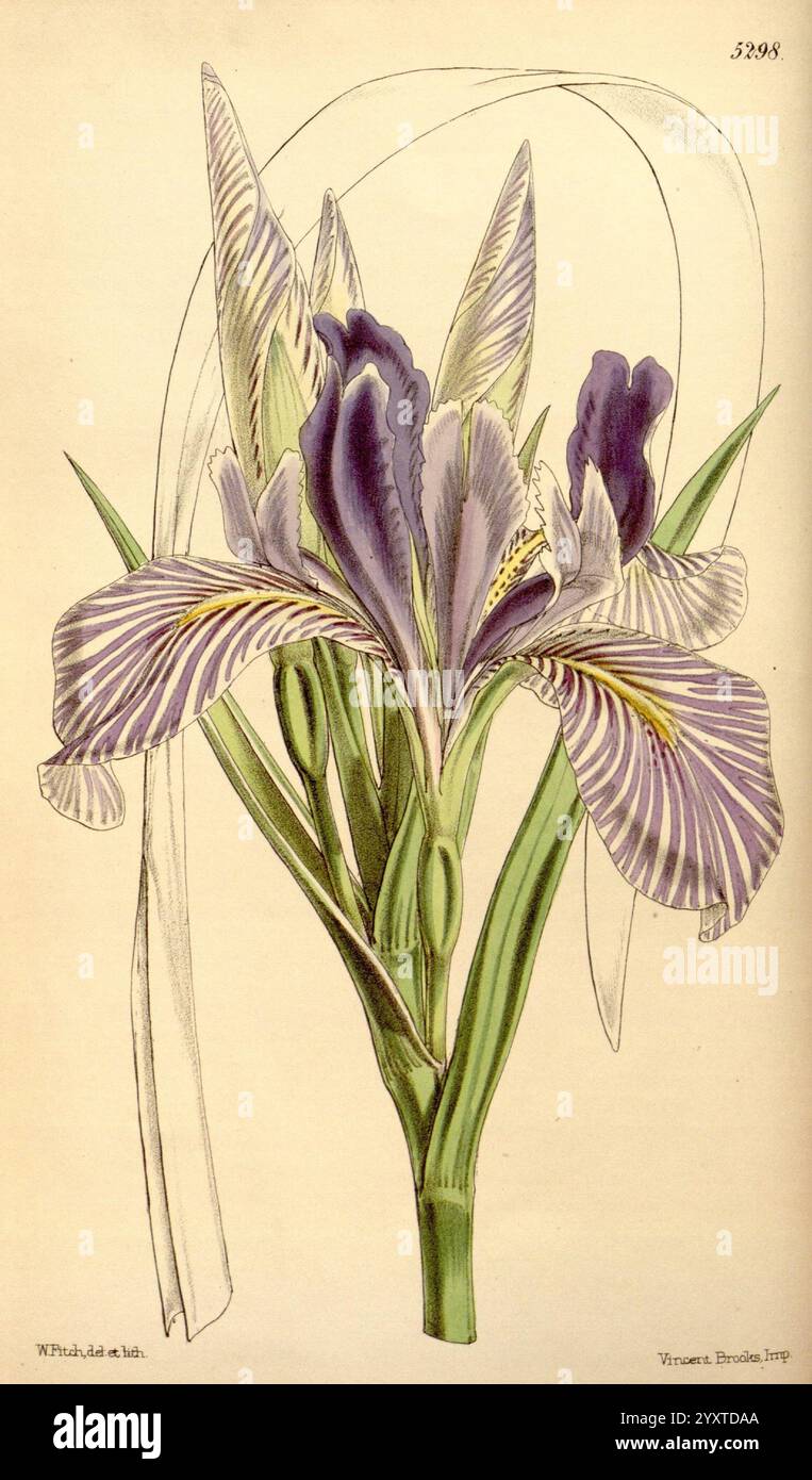 Curtis's Botanical Magazine, Londres, New York, illustration botanique, botanique, périodiques, œuvres picturales, plantes ornementales, Curtis, Une illustration botanique mettant en vedette un amas de fleurs d'iris élégantes. Les fleurs présentent des pétales délicats ornés de motifs complexes et de couleurs saisissantes de violet, blanc et jaune. De longues feuilles vertes minces s'élèvent gracieusement de la base, complétant la forme des fleurs. La composition globale met en évidence la beauté naturelle et la complexité de l'iris, soulignant à la fois sa signification ornementale et biologique. Banque D'Images