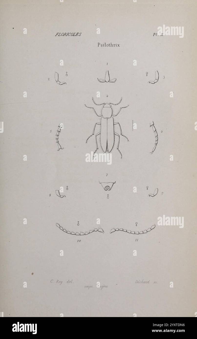 Annales de la Société linnéenne de Lyon Lyon, Société linnéenne de Lyon périodiques d'histoire naturelle, cette illustration présente une description scientifique détaillée d'une espèce de coléoptère, en particulier Psilothrix. L'image comprend diverses vues anatomiques, montrant le corps entier, les antennes, les jambes et d'autres caractéristiques morphologiques. Chaque partie est étiquetée avec des numéros correspondant à différentes perspectives, mettant en valeur la conception complexe de la structure du coléoptère. La composition met l'accent sur la précision de la taxonomie, servant de référence pour les études entomologiques et mettant en évidence la diversité au sein du coléoptère Banque D'Images