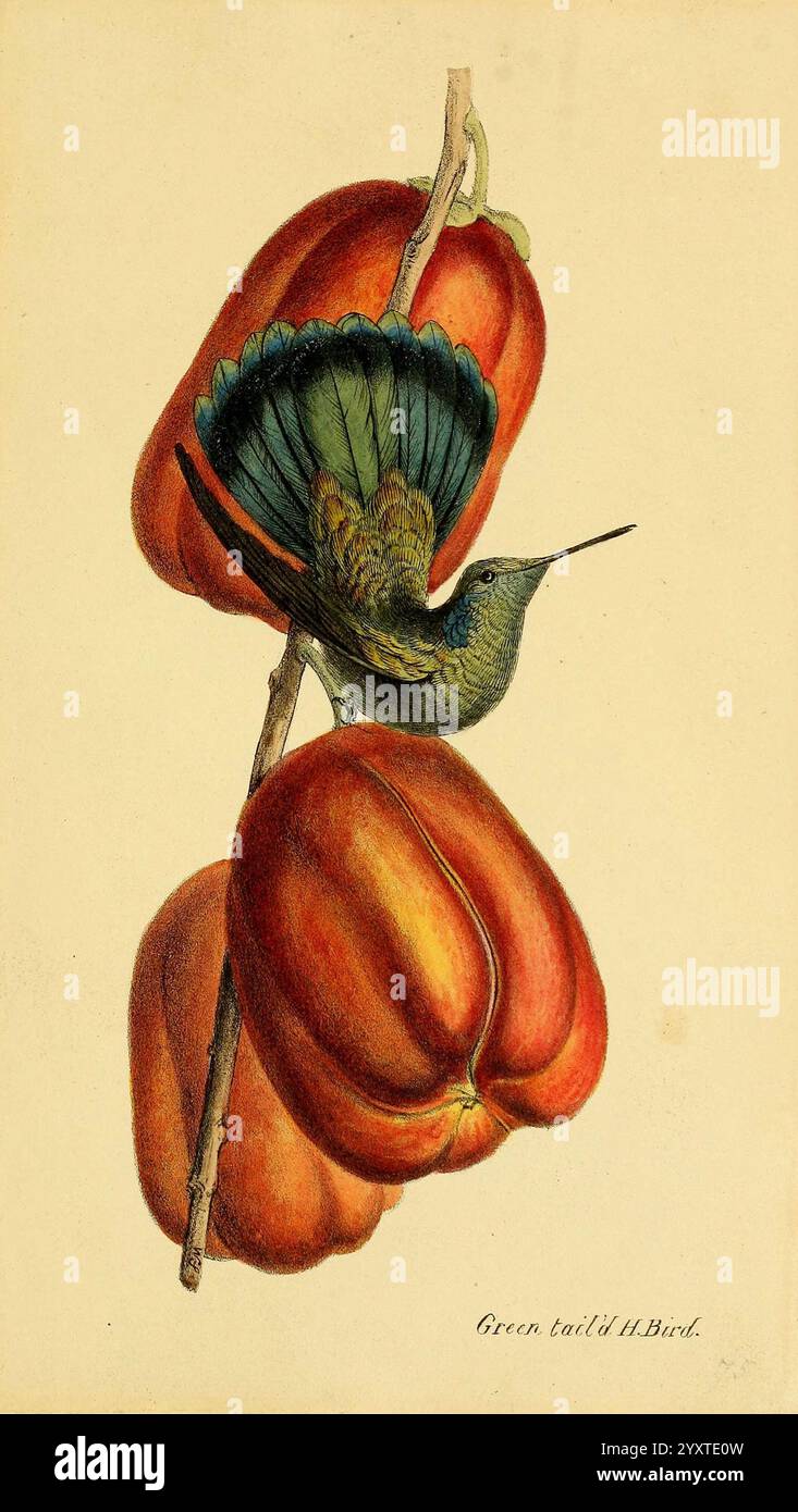 Une sélection des oiseaux du Brésil et du Mexique, les dessins 1841, oiseaux, Brésil, Mexique, œuvres picturales, Colibri Coruscans, William Swainson, ornithologie, oreille violette pétillante, colibri, Un oiseau à queue verte vibrant, perché gracieusement sur une branche, est entouré de grands poivrons rouges mûrs. Le plumage irisé de l'oiseau contraste magnifiquement avec la surface brillante des poivrons, rehaussant les couleurs vives de la scène. Ses ailes sont partiellement déployées, présentant des motifs de plumes complexes, tandis que son bec mince est prêt, suggérant un moment de contemplation ou de disponibilité à prendre son envol. Banque D'Images