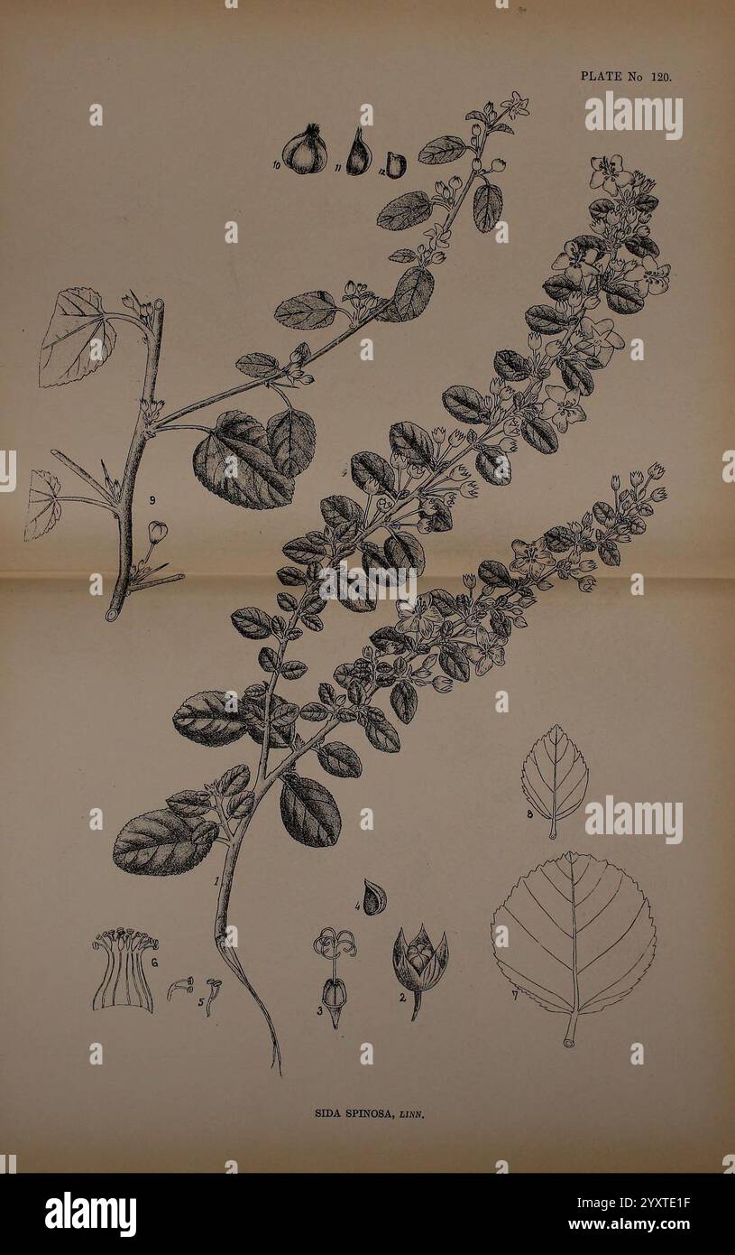 Plantes médicinales indiennes, Bahadurganj, Inde, Sudhindra Nath Basu, bureau de Pâninî, 1918, Inde, botanique, médecine botanique., l'illustration présente une étude botanique de la plante sida spinosa. Au centre de la composition se trouvent des rendus détaillés de la tige, des feuilles et des fleurs de la plante, mettant en évidence ses caractéristiques. Les feuilles sont représentées dans différentes orientations, offrant une vue claire de leur forme et de leur texture. Autour des branches principales se trouvent de plus petits croquis des structures florales et des gousses de graines distinctives de la plante, illustrant les aspects reproductifs de sida spinosa. Chacun Banque D'Images