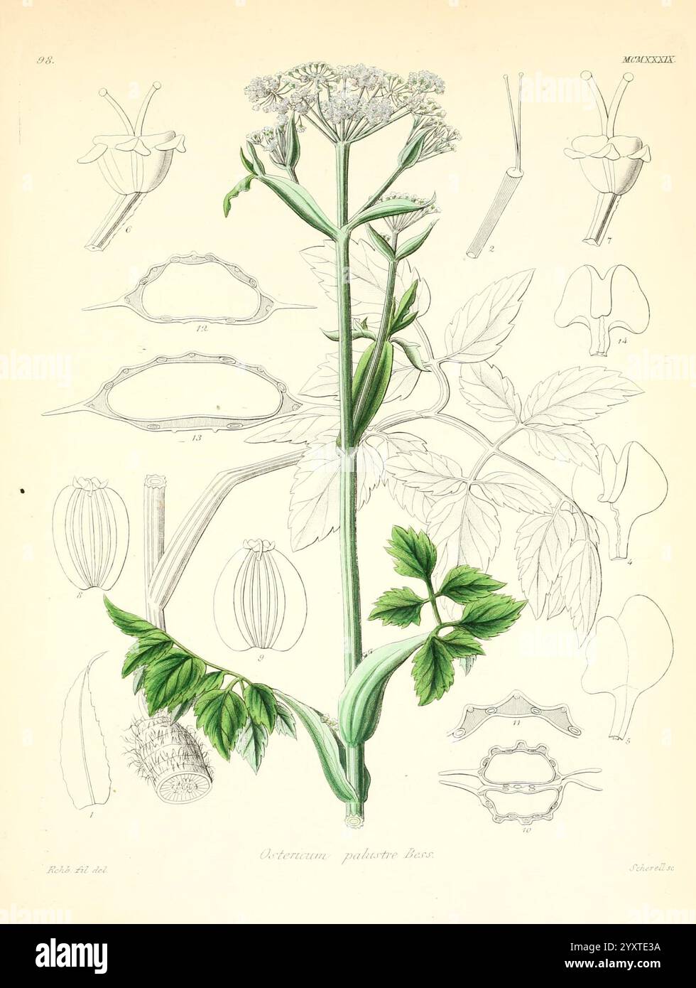 Icones florae Germanicae et Helveticae, simul Pedemontanae, Tirolensis, Istriacae, Dalmaticae, Austriacae, Hungaricae, Transylvanicae, Moravicae, Borussicae, Holsaticae, Belgicae, Hollandicae, ergo Mediae Europae. Lipsiae, F. Hofmeister 1834-1912. [v. 1, 1850], Europe, œuvres picturales, plantes, L'illustration présente la représentation botanique détaillée d'une plante du genre **Utricularia**. L'accent est mis sur la tige et les feuilles, mettant en valeur la structure segmentée de la plante avec un feuillage vert luxuriant. Autour de l'illustration principale se trouvent divers dessins anatomiques qui mettent en évidence le flowe Banque D'Images