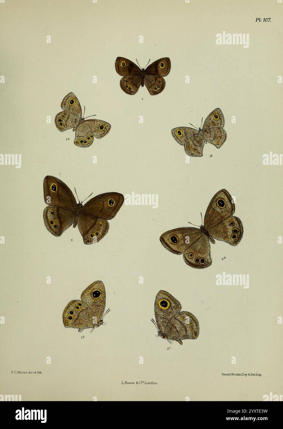 Lepidoptera indica, Londres, 1890-1913, Inde, Lepidoptera, Frederic C Moore, cette illustration présente une sélection de papillons, mettant en valeur leurs motifs complexes et leurs couleurs. L'agencement comprend plusieurs espèces, chacune présentant des marques, des taches oculaires et des formes d'ailes uniques. Les papillons sont représentés dans différentes orientations, démontrant leurs formes gracieuses et leurs traits délicats. La présence de spécimens plus grands et plus petits permet une vue comparative, mettant l'accent sur la diversité au sein de ce groupe d'insectes. Les détails complexes et les structures de chaque papillon fournissent valuabl Banque D'Images