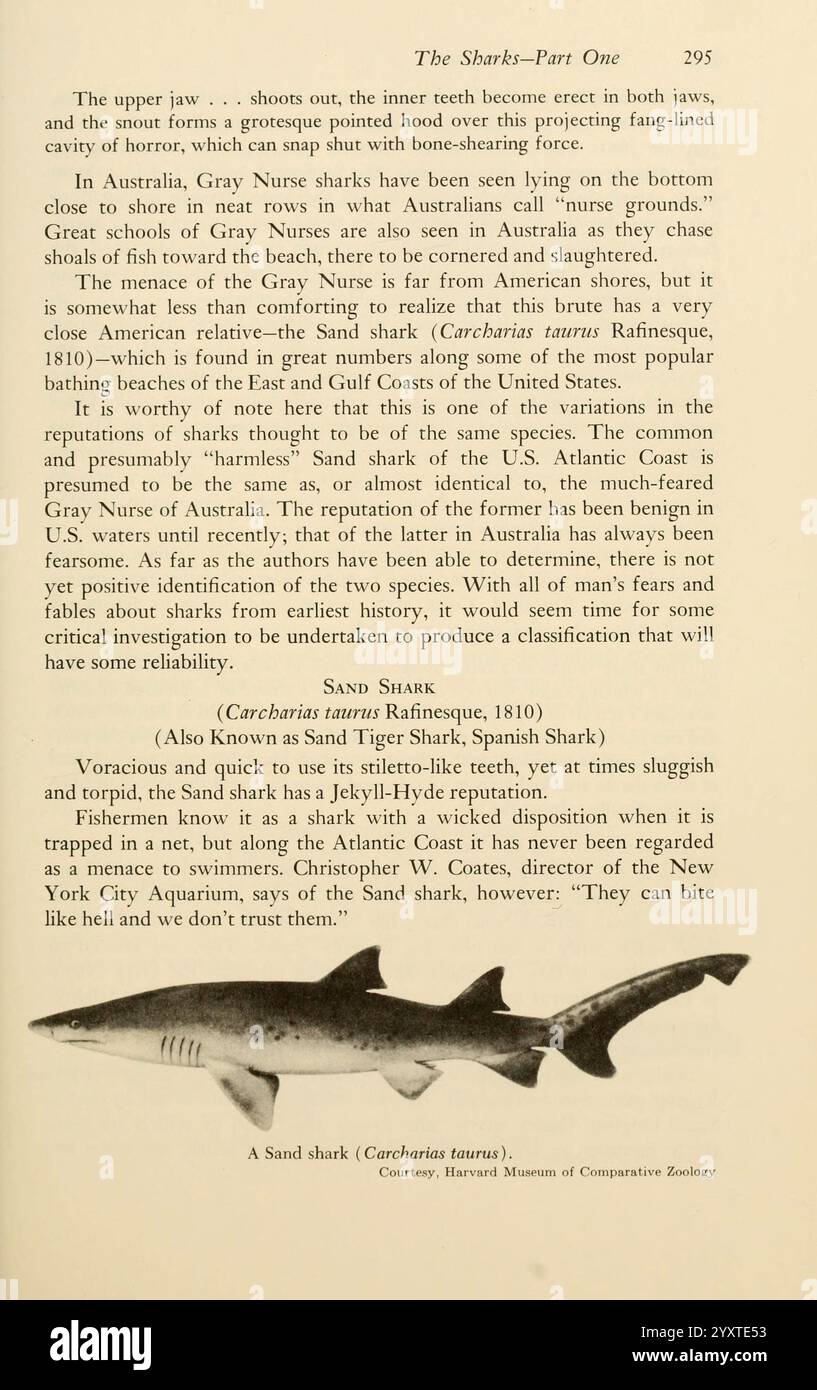 Shadows in the Sea, Philadelphie, Chilton Books [1963], Shark, Woods Hole, requin tigre de sable, Chondrichthyes, carcharias Taurus, le texte traite du requin-infirmier gris, soulignant sa présence historique le long de la côte est de l’Australie et les menaces auxquelles il fait face en raison de la dégradation de son habitat. Il mentionne comment ces requins sont connus pour leur nature placide et préfèrent souvent les eaux peu profondes près des récifs rocheux. Le texte met également en lumière les défis qu’ils rencontrent en raison des activités de pêche, notant la nécessité d’efforts de conservation pour protéger cette espèce. En outre, il introduit le requin de sable, mention Banque D'Images