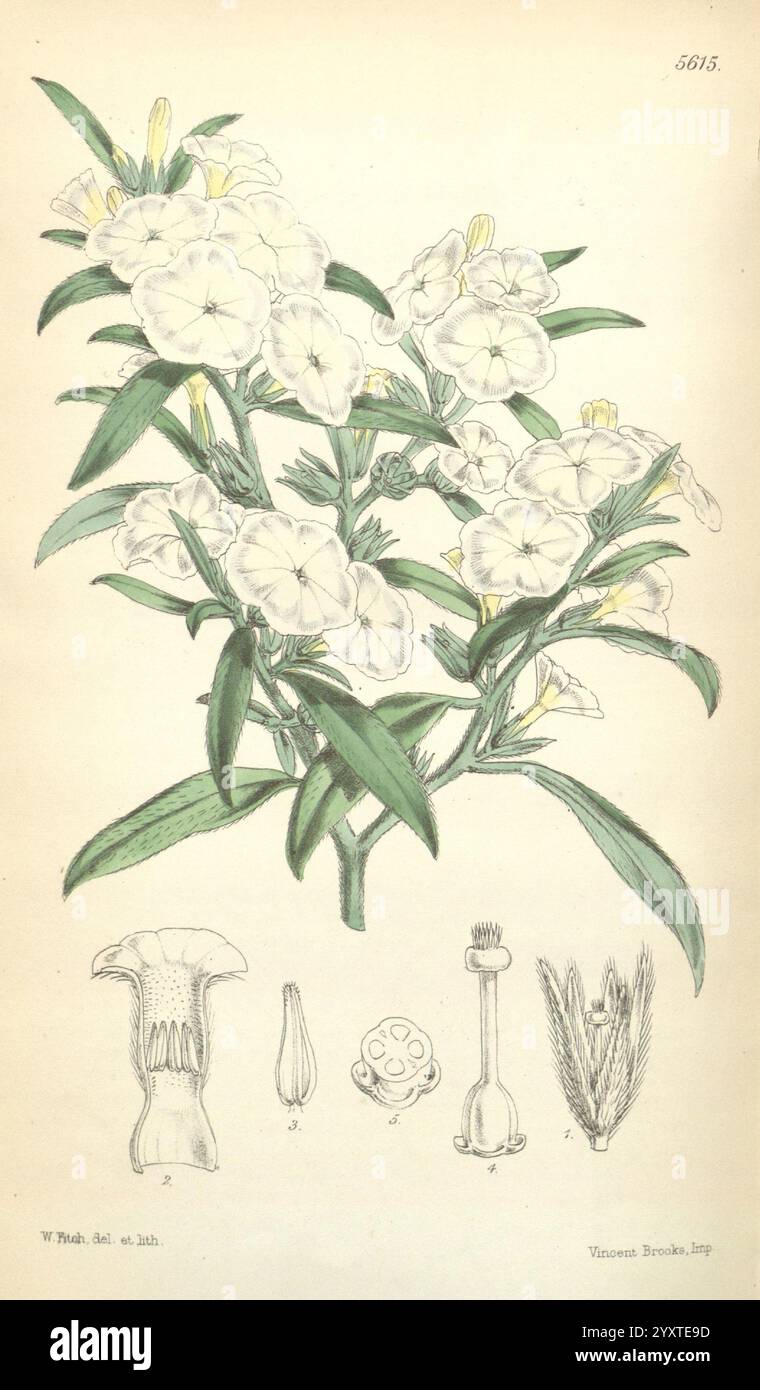 Curtis's Botanical Magazine, Londres, New York, illustration botanique, botanique, périodiques, œuvres picturales, plantes ornementales, Curtis, cette illustration présente une représentation botanique d'une plante à fleurs, mettant en valeur sa structure détaillée. La plante principale présente plusieurs fleurs délicates avec des pétales doux et arrondis et des étamines proéminentes, disposées harmonieusement le long de tiges minces. Les feuilles sont allongées et lancéolées, offrant une toile de fond élégante aux fleurs. En dessous de l'illustration principale, une série de dessins anatomiques détaillent diverses parties de la plante, y compris la reproduction d'une fleur Banque D'Images