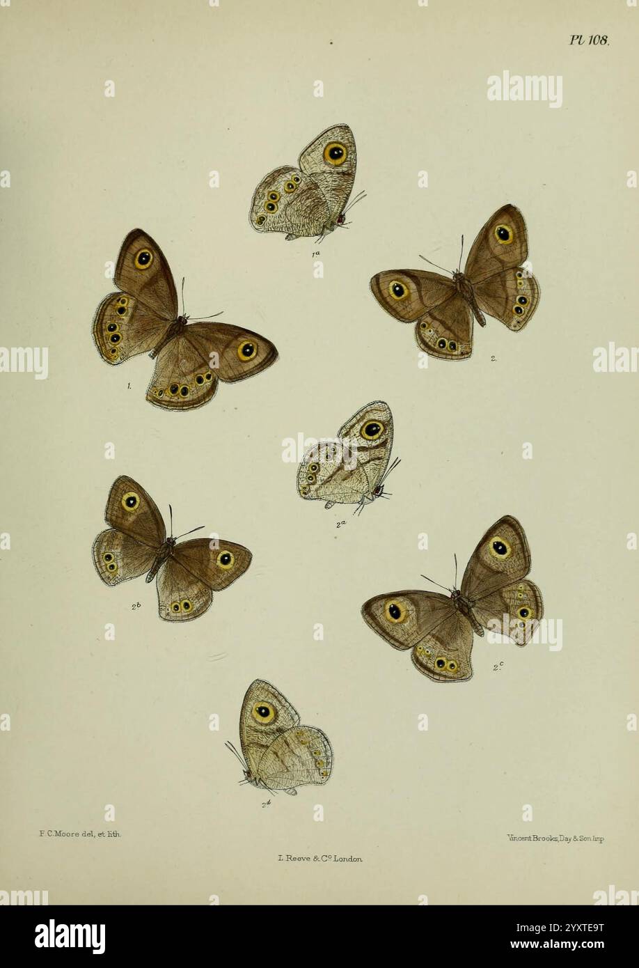 Lepidoptera indica, Londres, 1890-1913, Inde, lepidoptera, Frederic C Moore, Une collection de diverses espèces de papillons exposées dans un arrangement artistique. Chaque papillon présente des motifs complexes et des points oculaires vifs sur ses ailes, soulignant la diversité des motifs de la nature. Les papillons sont positionnés d'une manière qui souligne leurs formes et couleurs uniques, avec certains complètement étalés et d'autres partiellement fermés, révélant un aperçu des détails délicats sur leurs sous-ailes. Leurs teintes variées créent une composition harmonieuse qui illustre la beauté de l’entomologie. Chaque spécimen Banque D'Images