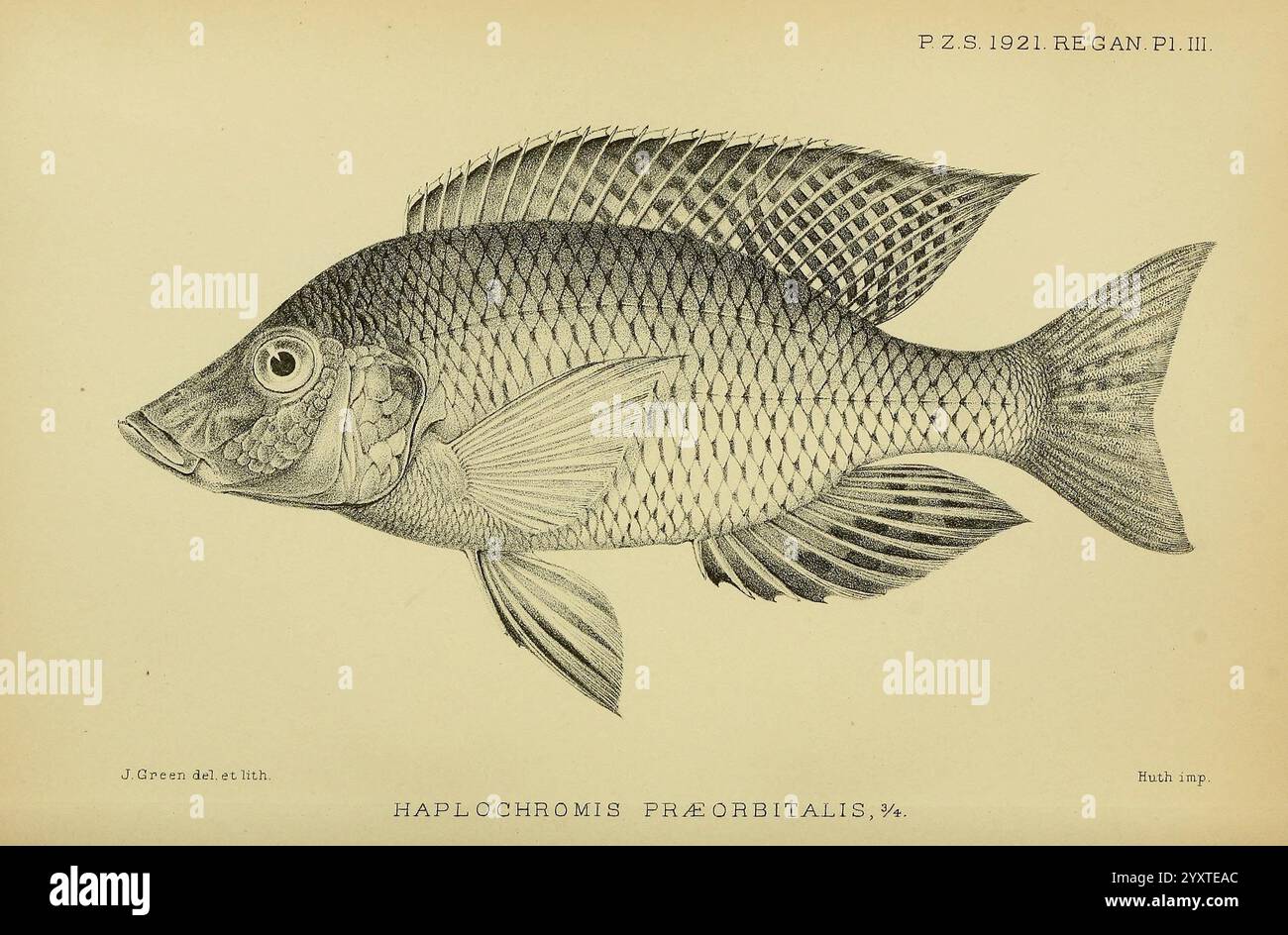 Proceedings of the Zoological Society of London London London, Academic Press Periodicals, Zoology, Fish, cette illustration présente une représentation détaillée de Haplochromis fischeri, une espèce de poisson connue pour sa forme corporelle et sa structure de nageoires distinctives. Le rendu met en évidence le motif complexe des écailles et les caractéristiques délicates du poisson, y compris sa nageoire dorsale proéminente et ses nageoires pectorales larges. Les détails anatomiques sont méticuleusement dessinés, mettant en valeur l'œil et la bouche du poisson, contribuant ainsi à une étude complète de sa morphologie. Cette représentation sert de ressource pédagogique Banque D'Images