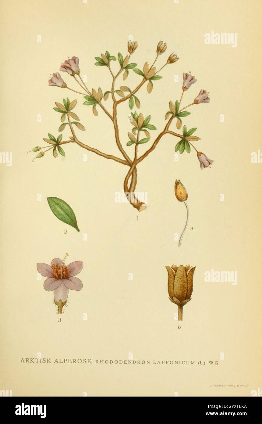 Billeder af nordens Flora København, G.E.C. Gad's Forlag, 1917-1927, plantes, Finlande, Scandinavie, le jardin botanique de New York, œuvres picturales, Rhododendron lapponicum, Une illustration botanique représentant la rose arctique, plus précisément Rhododendron lapponicum. La composition comprend différentes étapes de la plante, mettant en valeur ses branches ornées de fleurs délicates en forme de cloche. Les chiffres indiquent des caractéristiques spécifiques : 1 identifie la branche fleurie, 2 illustre un bourgeon de fleur, 3 présente une fleur entièrement ouverte, 4 affiche une vue détaillée de la fleur et 5 met en évidence une fleur fermée. L'illu Banque D'Images