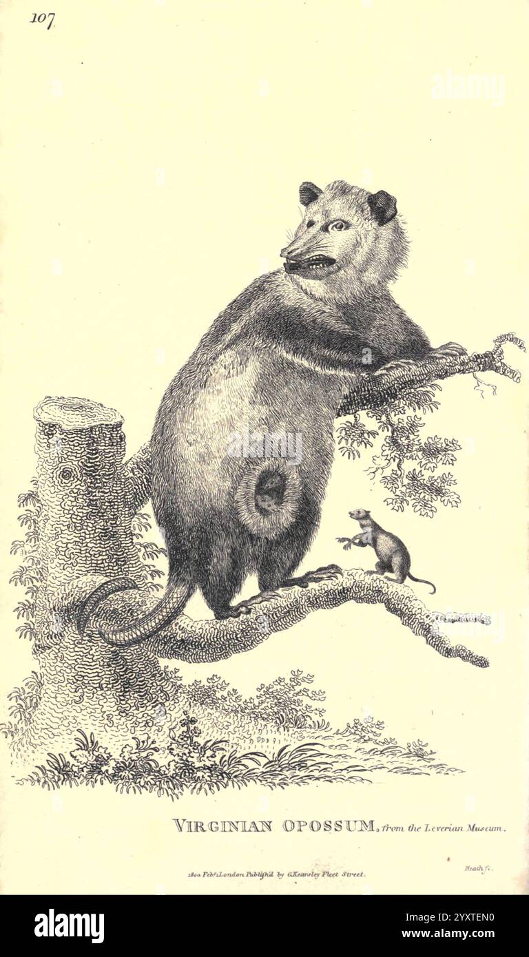 Zoologie générale, ou histoire naturelle systématique pt. 2, Londres, imprimé pour G. Kearsley, 1800-1826, zoologie, illustration détaillée représentant un opossum de Virginie perché sur une branche d'arbre. L'opossum se caractérise par son corps robuste, son museau pointu et ses grandes oreilles, mettant en valeur ses caractéristiques distinctives. Sa fourrure est rendue avec des lignes complexes, soulignant sa texture et sa forme. Sous l'opossum, une petite souris jette prudemment un coup d'œil à la base de l'arbre, ajoutant une sensation d'échelle et d'interaction dans le cadre naturel. L'arrière-plan présente l'écorce rugueuse de l'arbre, améliorant le rusti Banque D'Images