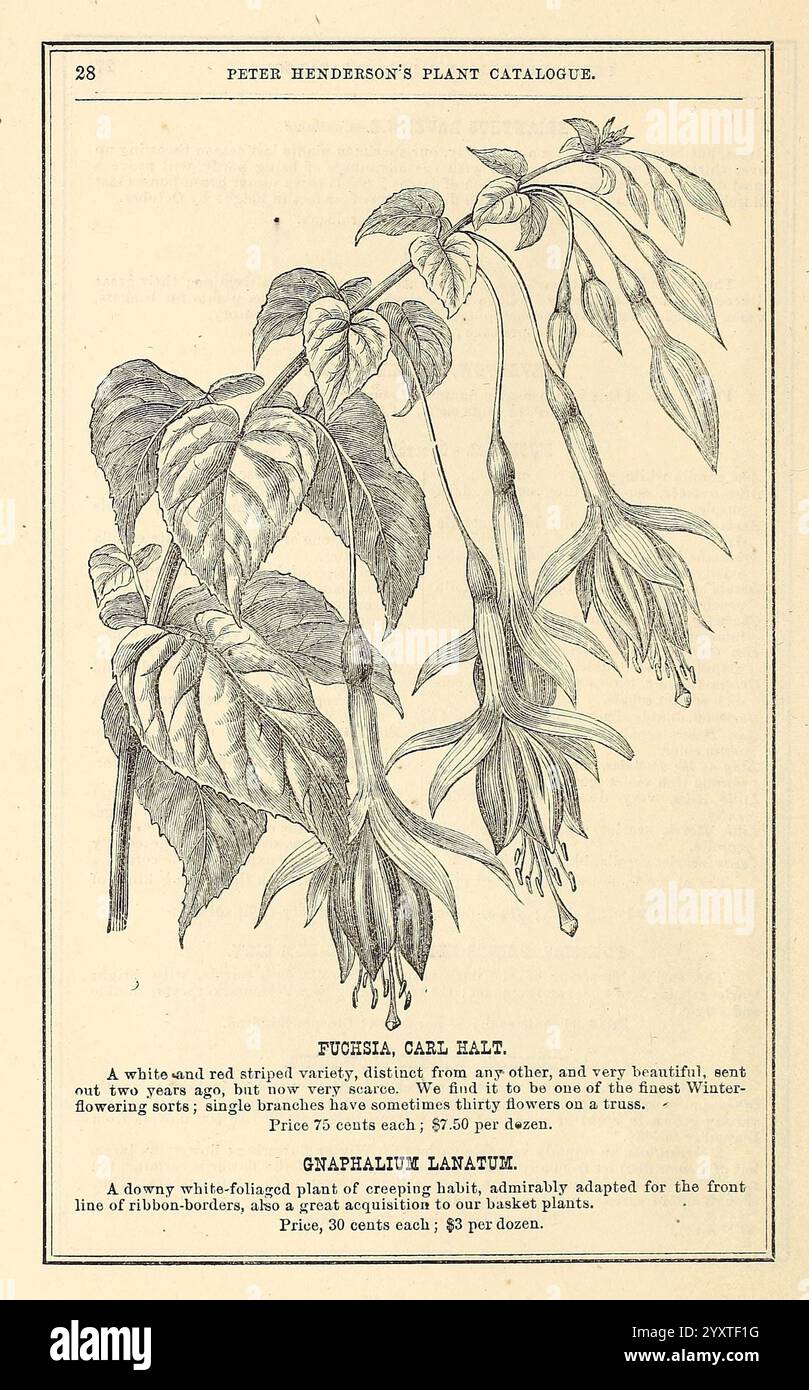 Catalogue printanier de plantes nouvelles, rares et belles de Peter Henderson pour 1872, New York:, Peter Henderson & Co, 1872, fleurs, plantes, graines, catalogues, plantes ornementales, catalogues commerciaux, industrie et commerce des semences, histoires de jardin, en fleurs, Fuchsia Carl halt, cette entrée de catalogue de plantes illustrée présente une représentation détaillée de la plante fuchsia, mettant en valeur ses fleurs en forme de cloche distinctes et ses feuilles allongées. L'œuvre met en valeur les caractéristiques vibrantes du fuchsia, en particulier les teintes rouges et violettes frappantes des fleurs. Sous l'illustration, le texte identifie l'usine comme Banque D'Images